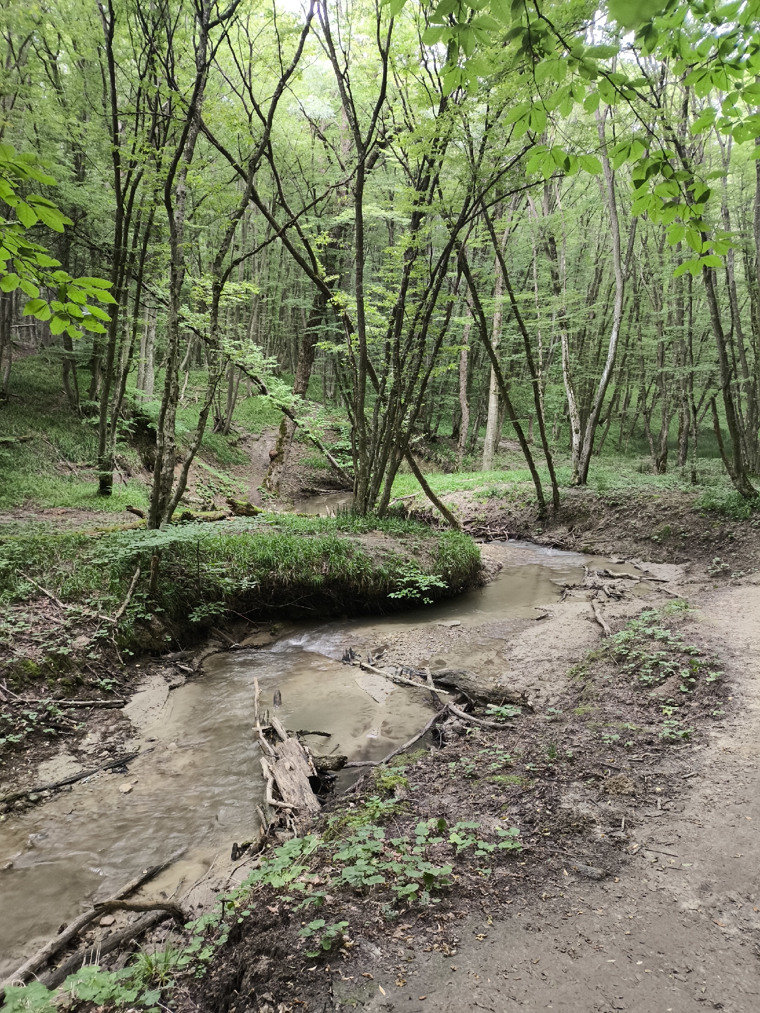 The image depicts a narrow, shallow stream flowing through a dense, verdant forest. The trees are tall and slender, with branches forming a canopy overhead, allowing dappled sunlight to filter through. The ground is covered with fallen leaves, twigs, and patches of green undergrowth. The stream bed is sandy and appears to be partially dry in places, with debris such as fallen branches scattered along its banks and within the water. The overall impression is one of a natural, undisturbed woodland environment. This scene is consistent with the landscape found in the forest parks and natural reserves within or on the outskirts of Stavropol, Russia.