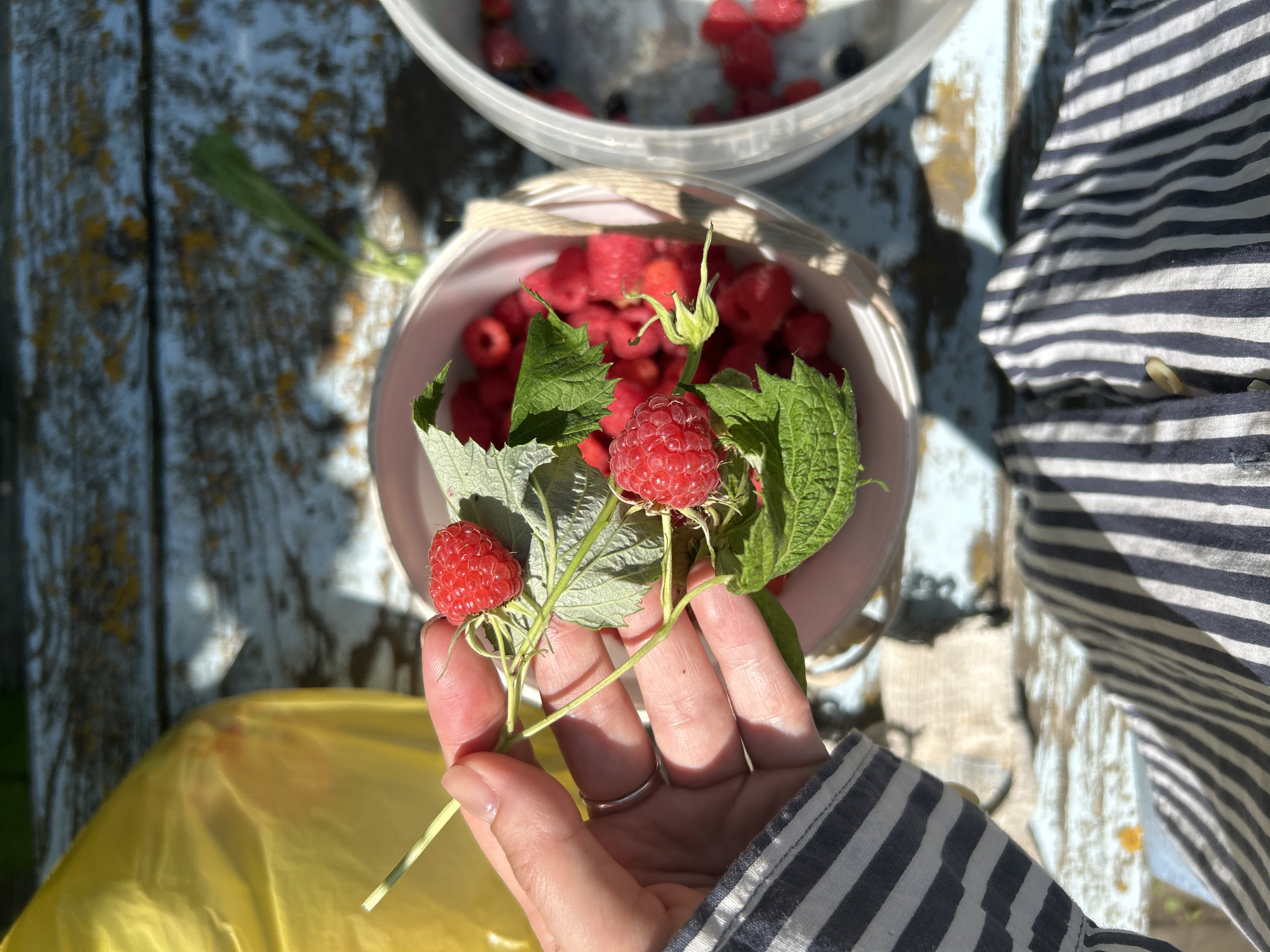 A close-up shot shows a person's hand holding freshly picked raspberries and leaves. The raspberries are bright red and appear ripe. The hand has a ring on the ring finger. In the background, two white buckets are visible, one filled with raspberries and the other with what appears to be blueberries and raspberries. The buckets are sitting on a weathered, blue wooden surface, possibly a table. A yellow plastic bag is on the left side of the frame. The scene is outdoors, with sunlight casting shadows. The setting appears to be rural, consistent with a location in Zvonarevka, Russia. The person is wearing a striped shirt.