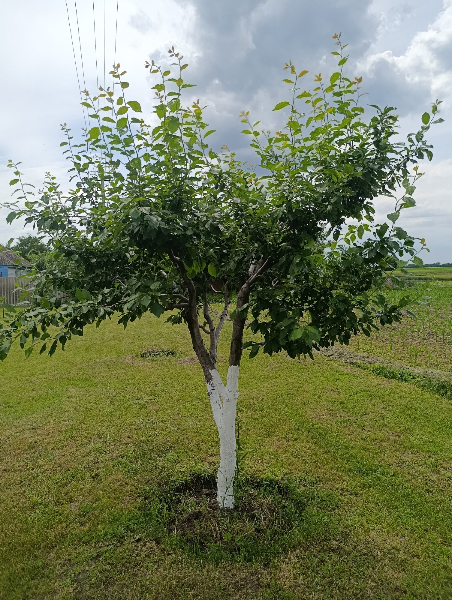 A mature, multi-trunked deciduous tree stands centrally on a patch of unevenly mown green grass in Krasnohorivka, Ukraine. The lower sections of the tree's multiple trunks are painted white, while the upper portions are natural bark. Its canopy is densely covered with green leaves, with lighter green new growth visible at the tips of the upper branches. A small circular area of disturbed soil or less vigorous grass surrounds the base of the tree.
In the upper left quadrant of the image, five thin, dark power lines stretch across an overcast sky, originating from an unseen point off-frame to the left. Below these lines, a partial view of a residential structure with a blue lower wall section and a grey corrugated fence is visible. To the right of the tree, an agricultural field containing discernible rows of young green crops extends into the distant horizon. The overall scene is lit by diffuse daylight under a heavily clouded sky.
