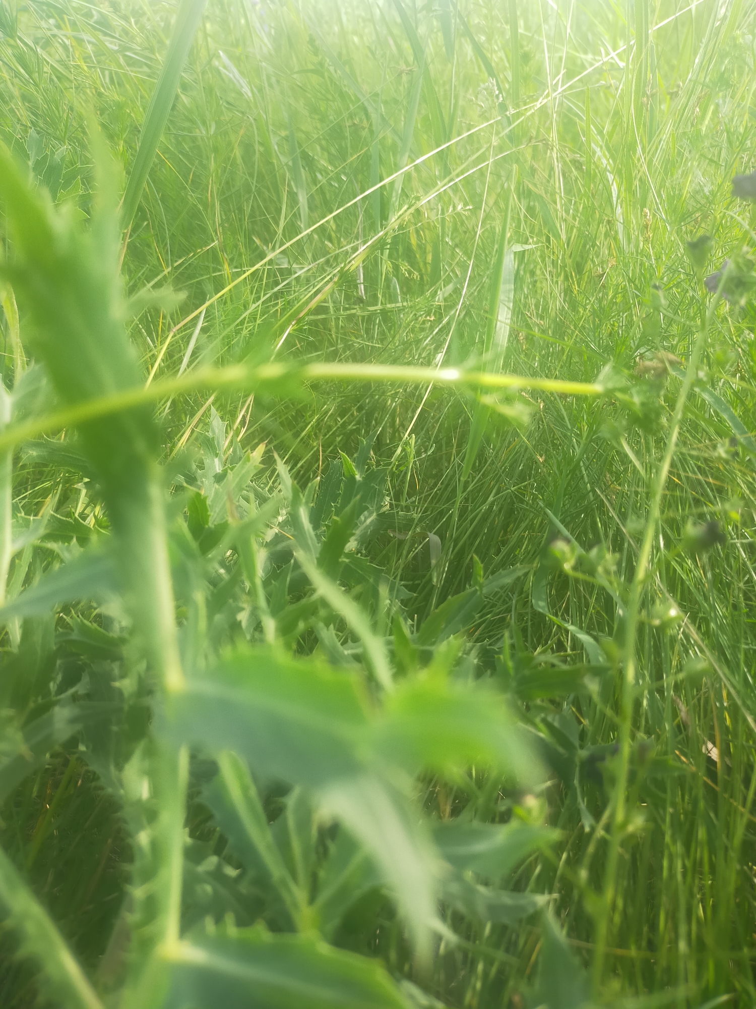 The image presents a vibrant, close-up view of dense green foliage, captured from a low perspective, seemingly at ground level. The foreground is dominated by large-leaved plants, possibly thistle-like, with distinct jagged or spiky edges, appearing slightly out of focus due to a shallow depth of field.
Behind these foreground plants, a thick, lush expanse of bright green grass and other smaller plants fills the midground and background. Sunlight is clearly visible, creating bright, almost luminous highlights and dappling effects within the grass, indicating a sunny daytime scene. The predominant color in the image is various shades of green, ranging from vivid lime green to deeper, richer tones.
Towards the right side of the frame, slender stems emerge, bearing small, dark, round objects which appear to be buds or tiny, undeveloped flowers, possibly with a purplish hue. The overall setting is an outdoor, natural environment, likely an overgrown meadow, field, or garden area. The image focuses entirely on the plant life, conveying a sense of being immersed within the vegetation. There are no visible people, animals, or man-made objects, and no discernible text.