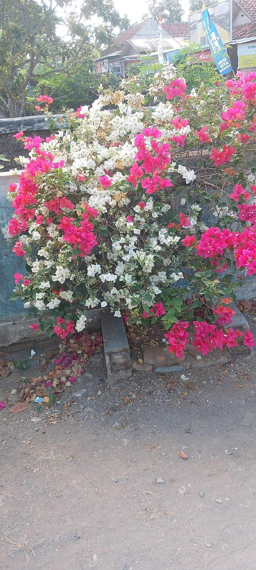 This is a full-body, eye-level, vertical shot of a vibrant bougainvillea plant in bloom, situated in front of a textured, light blue wall. The bougainvillea displays a dense cluster of brightly colored bracts in shades of hot pink and white, with some areas showing brown, dried bracts. The plant's green leaves are visible amongst the colorful bracts. The base of the plant rests on the ground, which consists of a mixture of gravel, dirt, and scattered dry leaves and flower petals. A low, rough-textured structure, appearing to be made of brick and concrete blocks, is visible at the base of the plant, partially supporting it and extending towards the left side of the frame. In the background, a building with a corrugated metal roof is visible, along with trees and a blue flag with text. The lighting suggests it is daytime, with bright sunlight illuminating the scene. This image was captured in Sindangrasa, Indonesia.