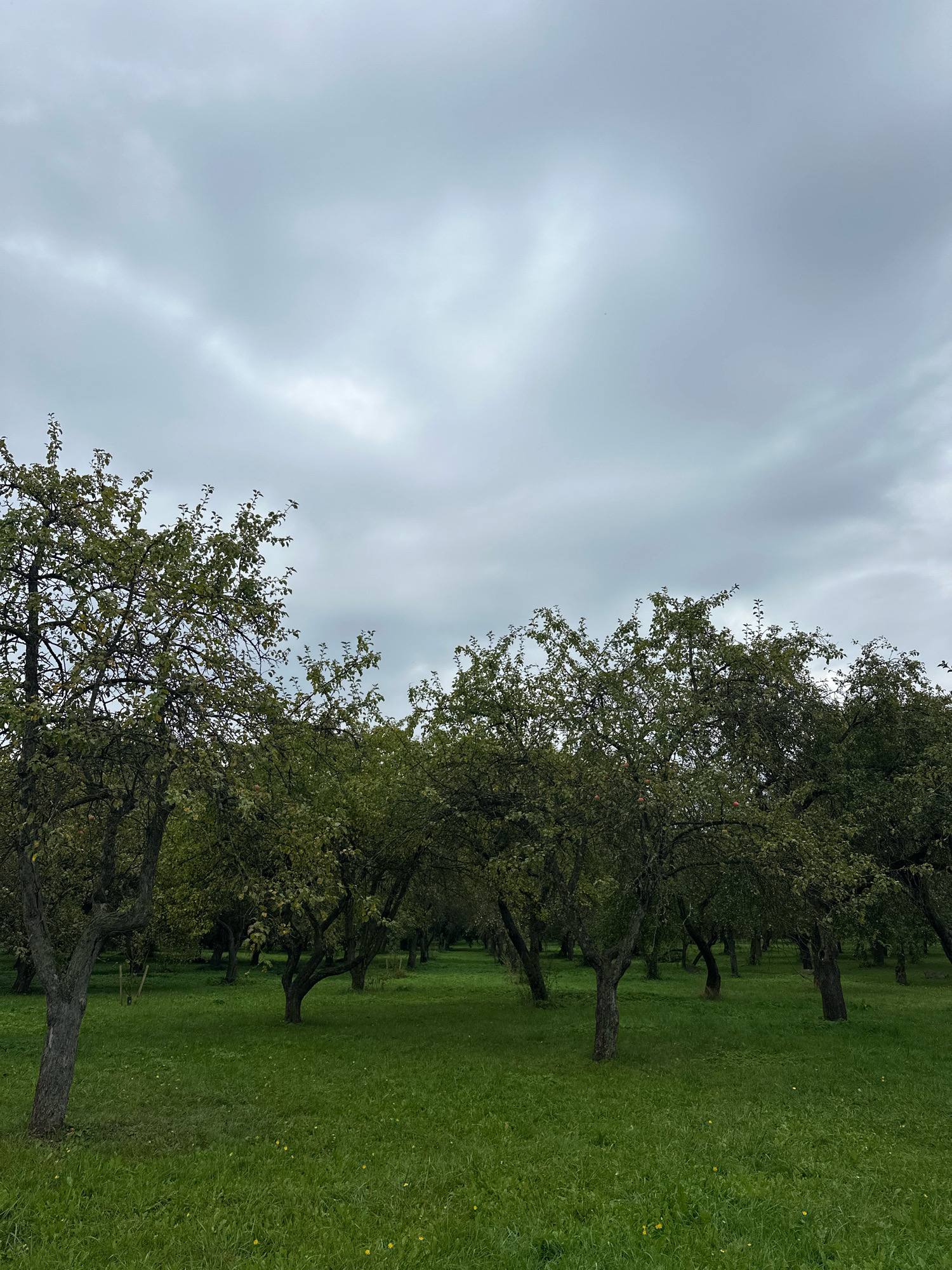 The image depicts an orchard with rows of trees and a grassy ground. The sky is overcast with clouds. The trees are deciduous, with green leaves, and some appear to be fruit-bearing, as evidenced by a few visible red fruits. The orchard seems to be in a rural or park-like setting. The style of the trees and the overall atmosphere suggest a temperate climate. The location is identified as Minsk, Belarus. There are no people or animals visible in the image. The scene is tranquil and natural.