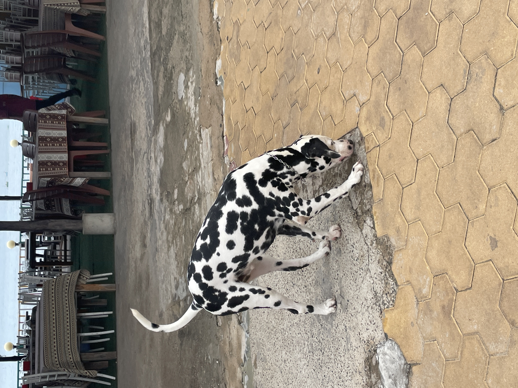 A Dalmatian dog stands on a tiled sidewalk adjacent to an outdoor seating area with covered tables and chairs, likely in Phu Thuy Ward, Vietnam. The dog is predominantly white with black spots and is wearing a silver chain collar. The outdoor seating area is elevated, with a view of a body of water in the background. A person wearing dark pants and a red top is visible in the seating area. The sidewalk consists of light brown hexagonal tiles. There is an adjacent textured gray concrete surface, as well as a layer of what could be grime or algae. The photo is taken during daylight.