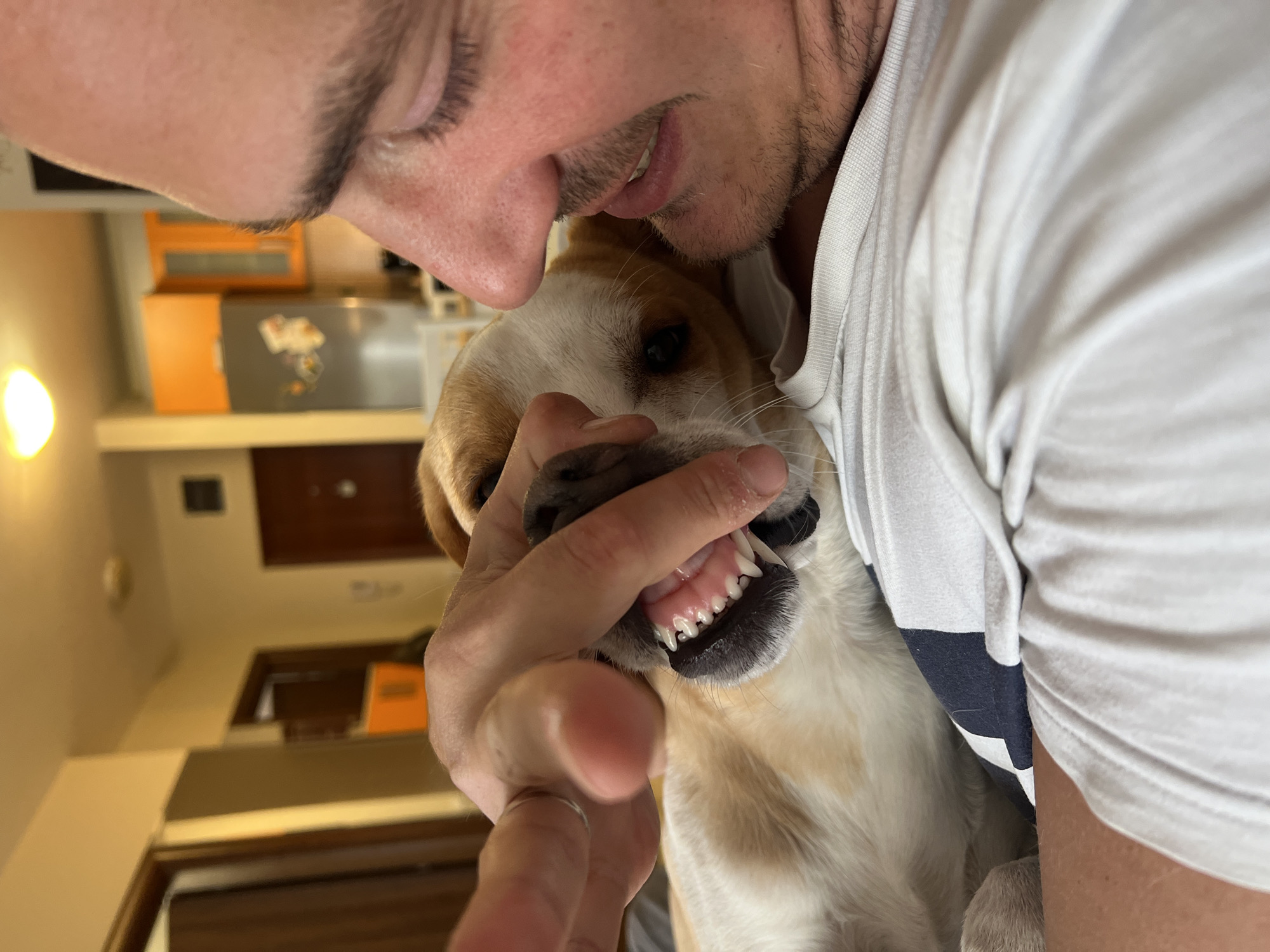 A man is holding open the mouth of a medium-sized, tan-and-white dog, displaying the dog's teeth. The man is wearing a white t-shirt with dark blue stripes on the shoulder. The background shows a blurred interior setting with an orange cabinet and other furniture. The specific location within Budva, Montenegro is not identifiable from the image.