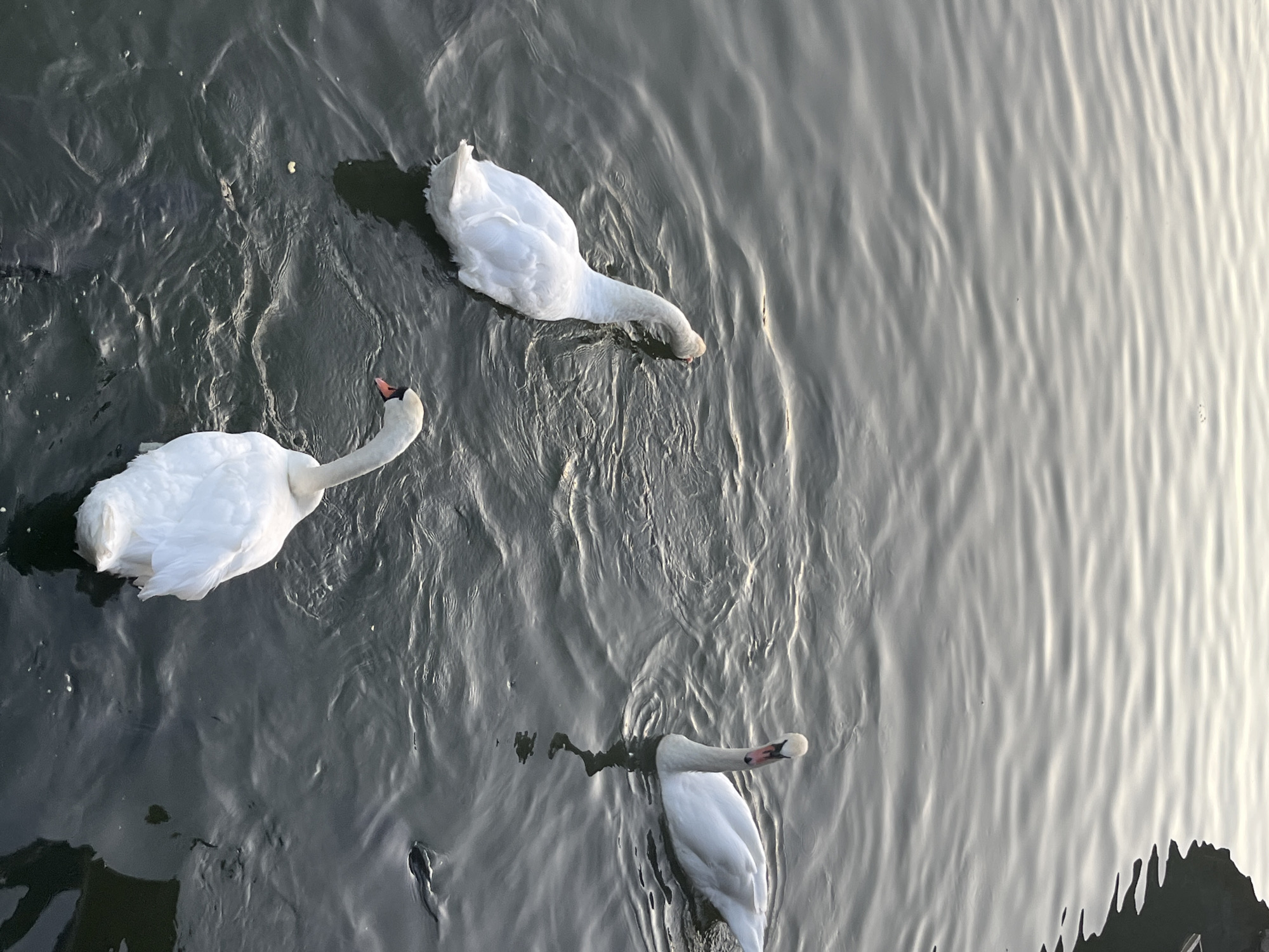 Three white swans are swimming in dark, rippling water. One swan is in the lower right, facing left with its head down. Another swan is in the middle left, with its head dipped into the water. The third swan is in the upper right, facing the viewer with its head slightly tilted. The water reflects the dim, overcast sky. The image appears to be taken from a slightly elevated perspective, looking down at the swans. The scene is set on the Dnipro River in the city of Dnipro, Ukraine.