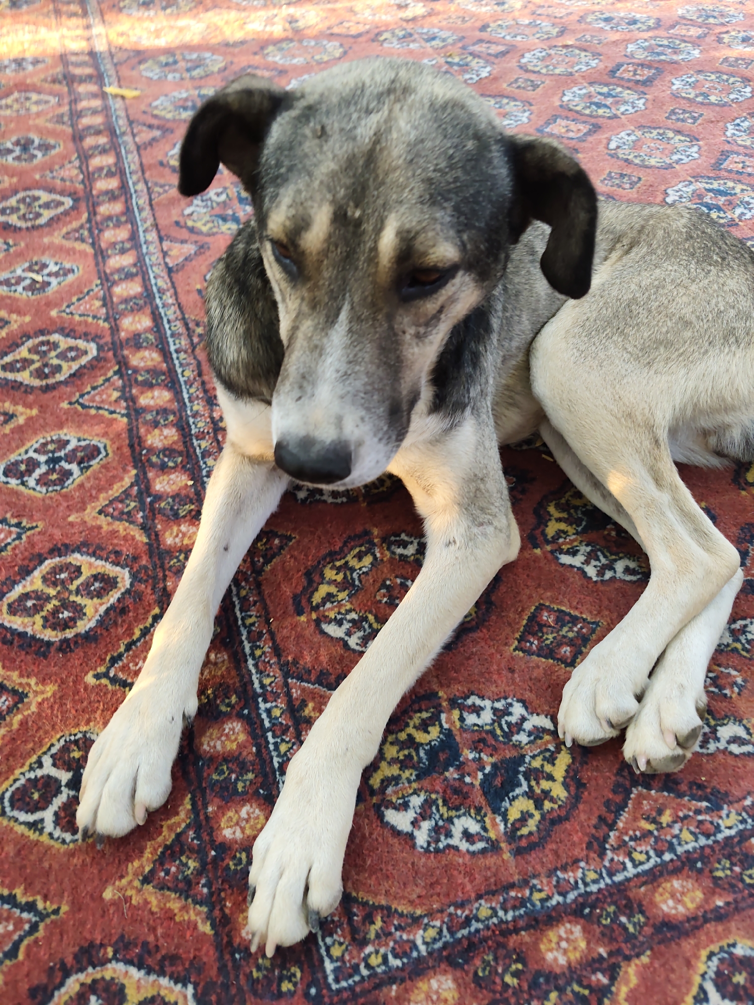 A medium-sized dog with grey and tan fur is lying on a red oriental rug. The dog is facing to the right, with its head lowered and eyes partially closed. Its front paws are crossed in front of it. The rug has a traditional geometric pattern in shades of red, blue, and yellow. The scene appears to be outdoors, possibly in a courtyard or garden, given the lighting and the presence of what appears to be a leaf on the rug in the upper left corner. The location is identified as Samsarek, Uzbekistan.