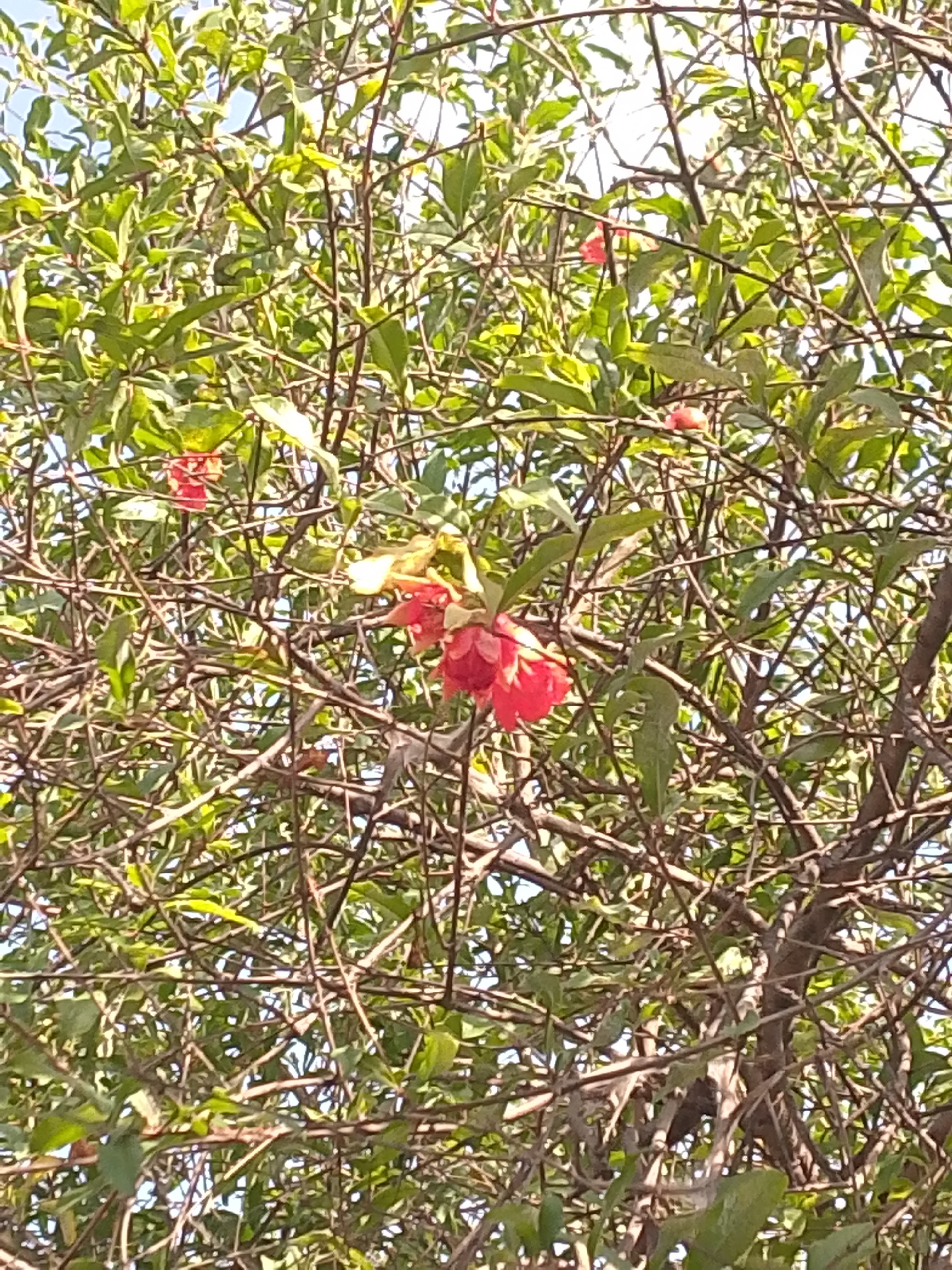 The image shows a tree in Juan Griego, Venezuela. The tree has green leaves and several bright red flowers. The branches are thin and brown. The sky is visible in the background through the branches and leaves.