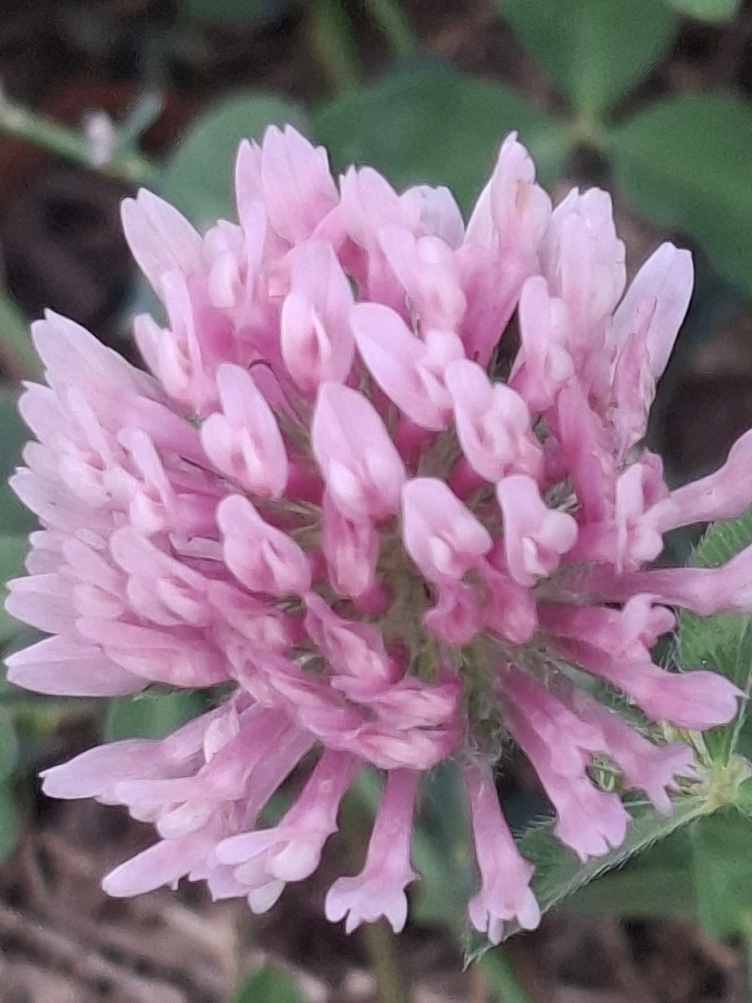 The image is a close-up, high-angle shot of a pink clover flower. The flower is in the center of the frame, with green leaves and brown soil visible in the background. The clover flower is composed of numerous small, tubular florets that are clustered together to form a dense, spherical head. The florets are a pale pink color with some darker pink accents at the base. The image does not provide any information about the location in Almaty, Kazakhstan.