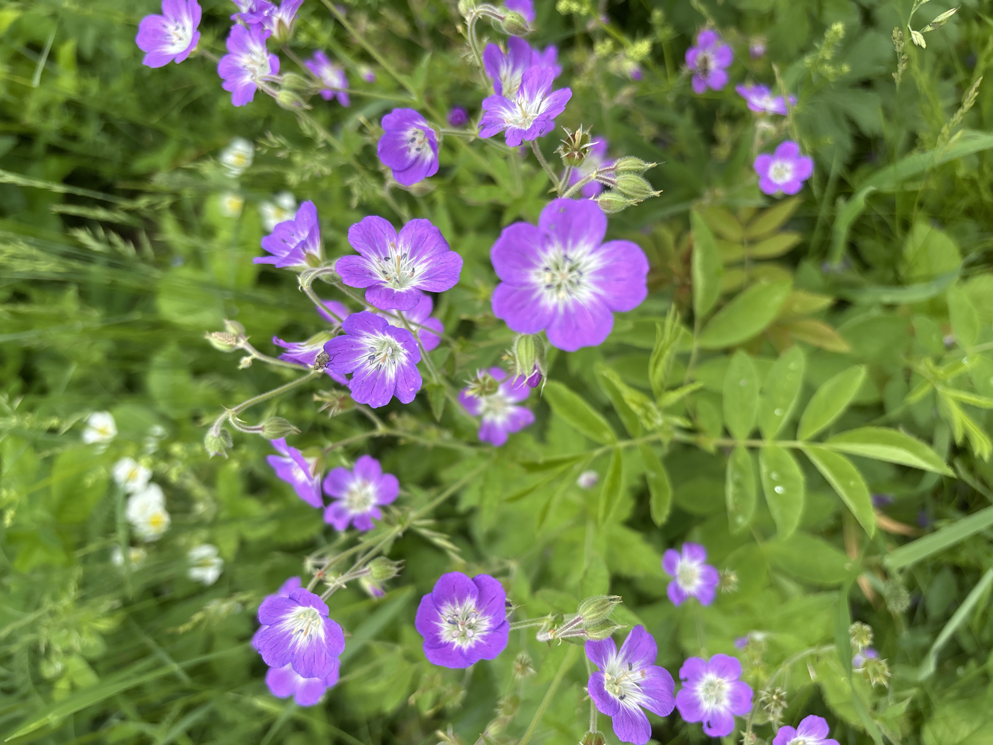 A high-angle, close-up shot focuses on a patch of wild purple flowers with white centers, interspersed with green foliage and blades of grass. Some of the flowers are in full bloom, displaying five petals with delicate dark veins radiating from the center, while others are in bud or partially open. The background is a soft blur of more greenery, with a few small white wildflowers visible in the distance. The scene suggests a natural setting, possibly a meadow or a roadside verge in the city of Kurgan, Russia. No people are present.