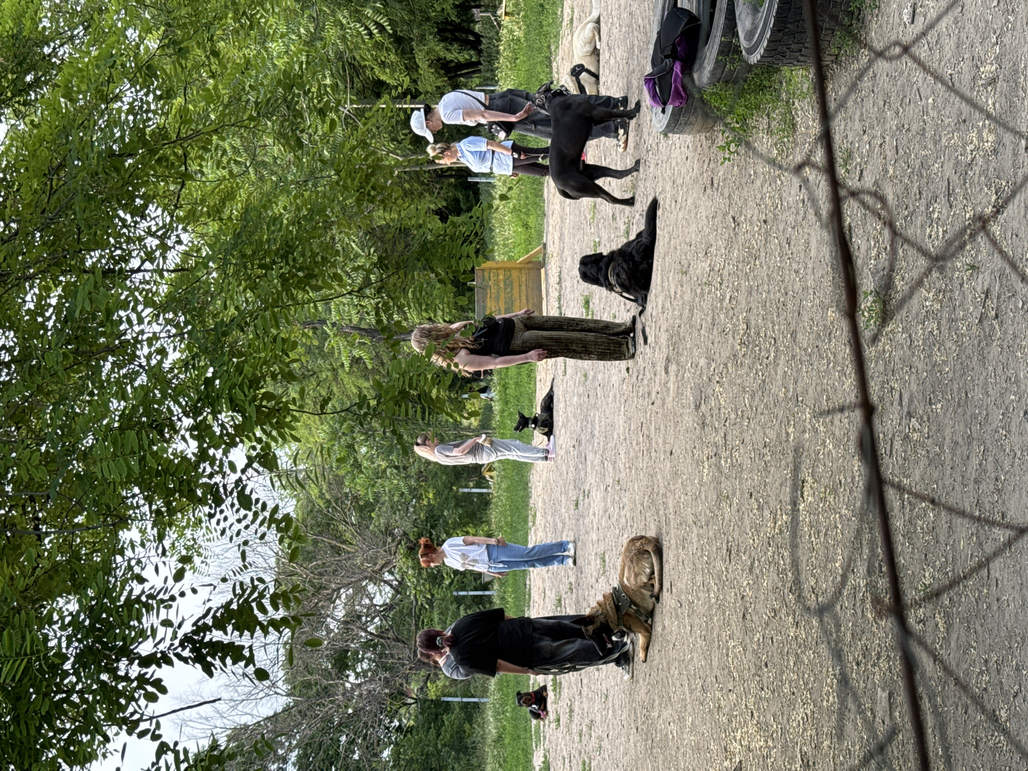 The image depicts an outdoor dog training or socialization area located in Odesa, Ukraine. The ground is primarily packed dirt or sand, scattered with light-colored debris. Overhead and in the background, numerous trees with dense green foliage are visible, alongside some bare-branched trees, indicating a park or wooded setting.
Approximately nine adult individuals are present, positioned around the central dirt area. They are dressed in casual attire including t-shirts, jeans, and long pants, and appear to be observing or supervising dogs. At least seven dogs of various breeds and sizes are distributed across the scene.
In the central foreground, a tan-colored dog, resembling a German Shepherd or similar working breed, lies prone, facing right, equipped with a harness. Behind it, a woman in dark clothing stands with her back partially to the viewer, facing right. Further left, a dark-colored dog lies down. To the right of the central tan dog, a black dog lies prone. A standing black dog is positioned near a group of three individuals on the right side of the frame, one of whom wears a white cap and holds a leash. Further right and background, a light-colored dog lies down.
In the mid-ground, a yellow wooden structure, possibly an agility obstacle, is visible. On the far right foreground, a stack of dark-colored tires has a purple bag resting on top. The very bottom of the image is partially obscured by a rusty wire or chain-link fence. The scene portrays a structured activity involving dogs and their handlers in a natural outdoor environment.