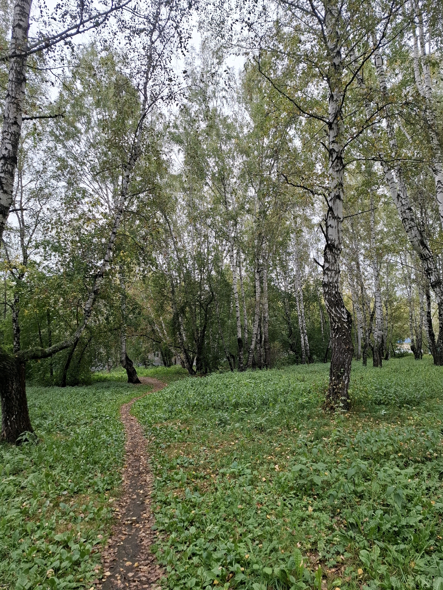 The image depicts a winding dirt path through a wooded area with numerous birch trees. The ground is covered in lush green grass and scattered fallen leaves, suggesting an autumn setting. The sky is overcast, creating diffused lighting. In the background, glimpses of buildings can be seen through the trees, hinting at a park or natural area adjacent to urban development. This scene is consistent with the appearance of a public park within the city of Tyumen, Russia. There are no people or animals visible in the image.