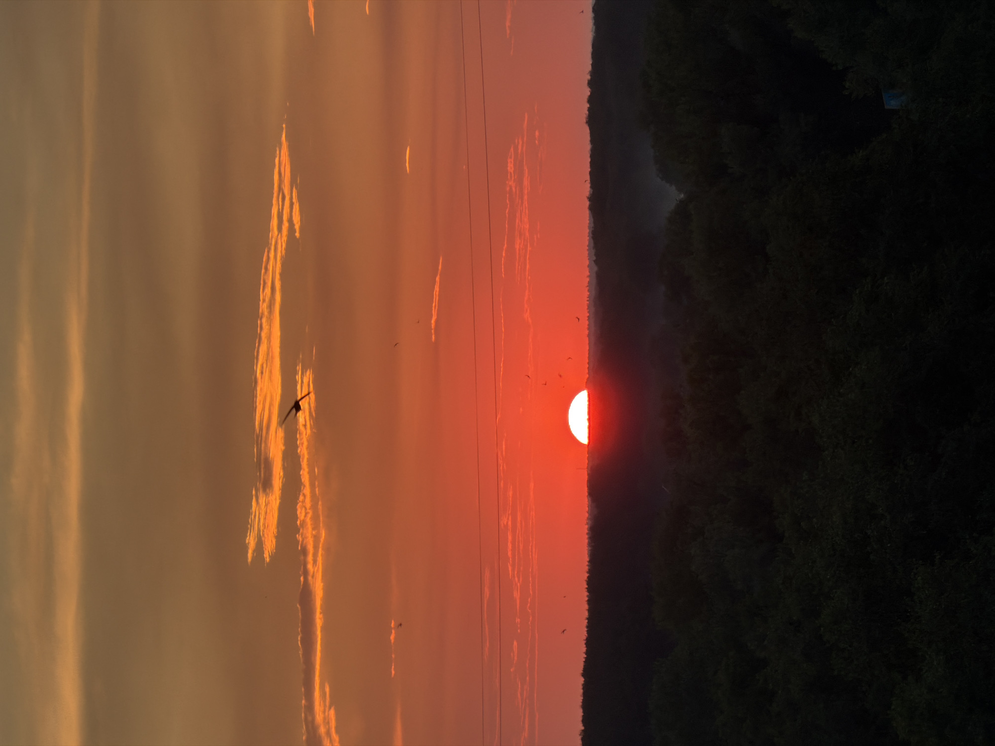 A vertical, wide shot captures a sunset over a dark, tree-filled landscape. The sun, a brilliant white-red disc, is halfway below the horizon. Above it, the sky is a gradient of fiery orange and red, with streaks of lighter orange clouds. A few small birds are silhouetted against the sky, and one bird is in flight higher up, appearing in silhouette with outstretched wings. Two thin power lines stretch horizontally across the frame, about a quarter of the way down from the top. The lower half of the image is dominated by the dark, dense canopy of trees, with some lighter green foliage visible in places. A faint wisp of mist or smoke rises from the treeline. The scene is devoid of any human presence or discernible urban elements.