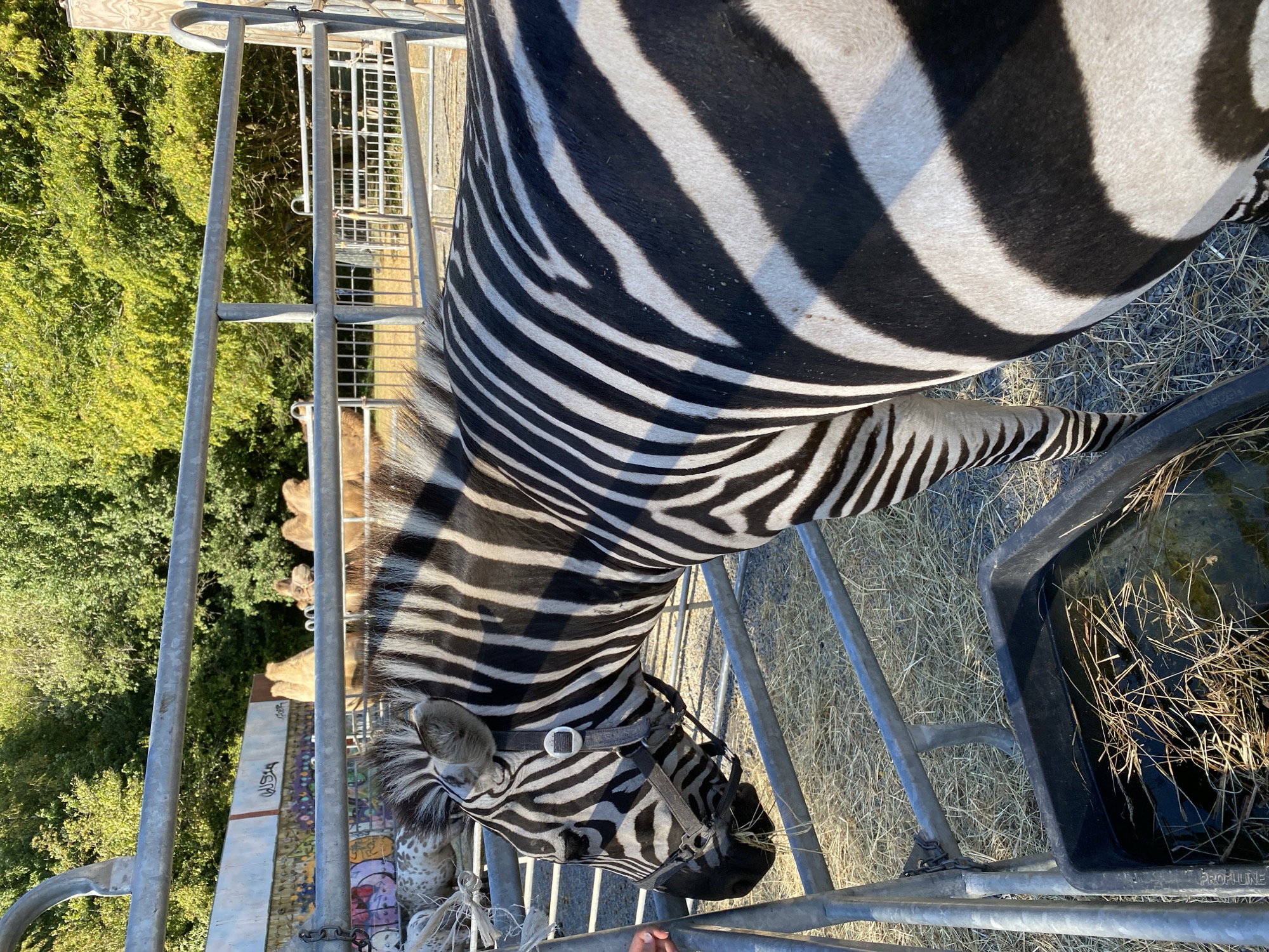 The image shows a close-up of a zebra in an outdoor enclosure. The zebra has its head down, eating hay from a black trough. Its distinctive black and white stripes are clearly visible. In the background, through a metal fence, several camels can be seen, along with trees and a graffiti-covered wall. The ground is covered in hay. The overall impression is that of a zoo or animal sanctuary, possibly located in the city of Altenkirchen, Germany, given the context of the query. The lighting suggests it is daytime, with sunlight casting shadows. There is no clear indication of any specific event or interaction beyond the zebra feeding.