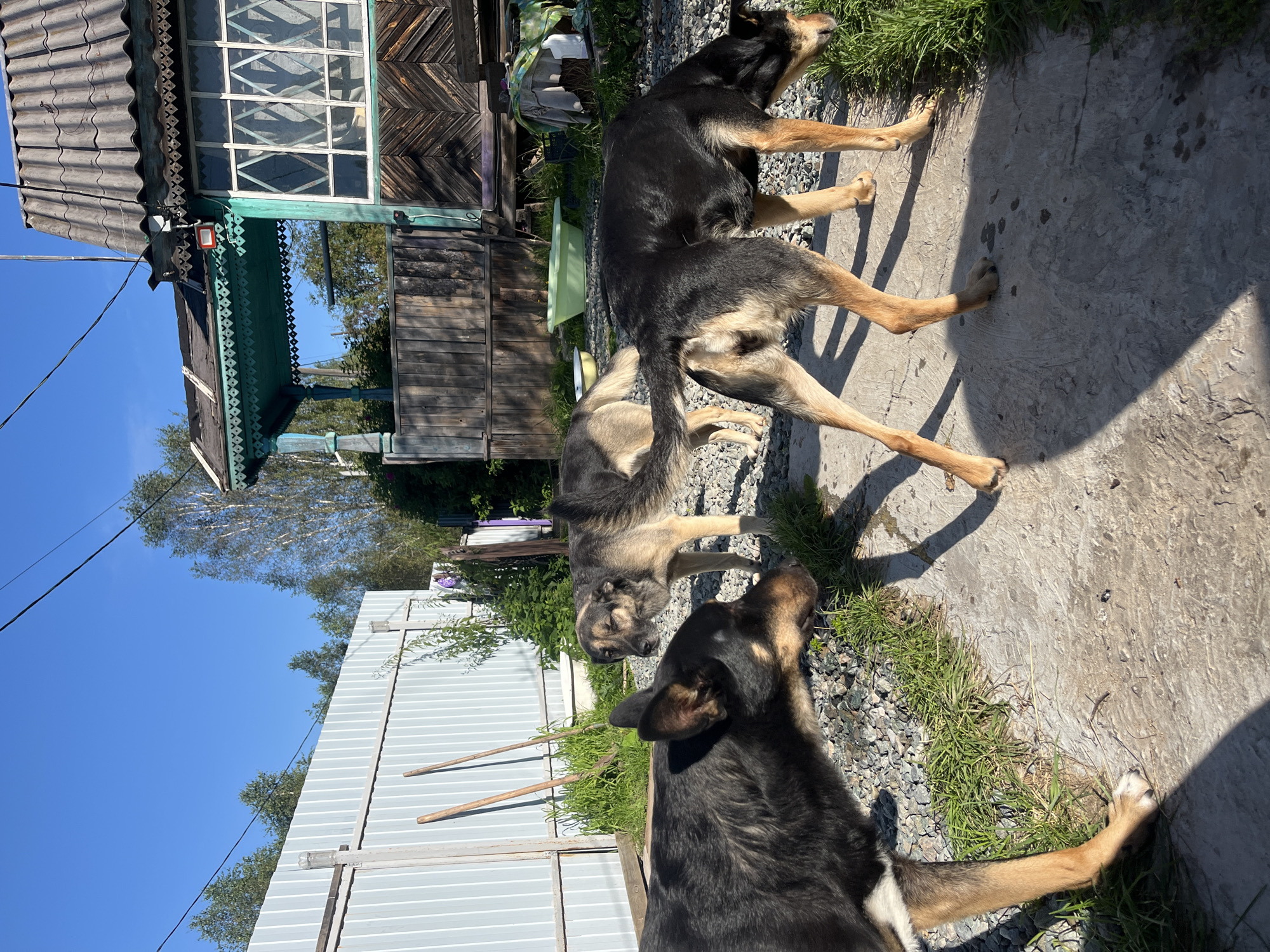The image depicts three dogs in an outdoor setting, likely a yard in Nizhny Tagil, Russia. A white corrugated metal fence runs along the left side of the frame, with two wooden poles leaning against it. Behind the fence, trees are visible, and a bright blue sky is overhead. In the background, a weathered wooden house with a corrugated roof and turquoise trim stands. The house has decorative wooden elements and a window. The ground is a mix of gravel and concrete, with patches of grass. One dog, predominantly black with tan markings, is in the foreground on the left, facing left and sniffing the ground. Another dog, larger and with brown and black fur, is in the middle, looking towards the left. The third dog, similar in coloration to the second, is on the right, facing away from the camera and sniffing the grass. A green plastic tub and other objects are visible near the house in the background. The scene appears to be illuminated by bright sunlight, casting shadows.