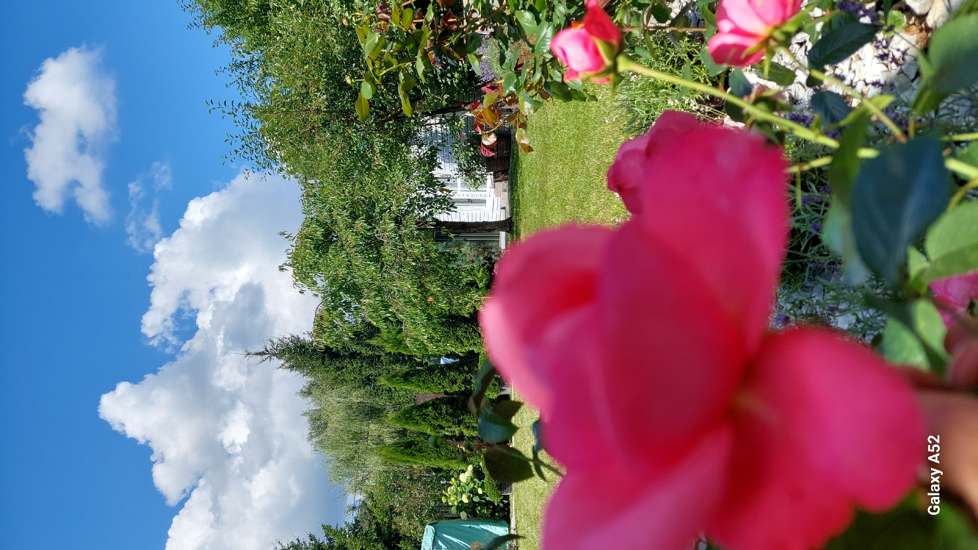 The image depicts a close-up view of a bright pink rose in the foreground, which is out of focus. Behind the rose, a well-maintained garden is visible. The garden features a lush green lawn, various trees and shrubs, and a white house in the background. The sky is blue with scattered white clouds. The overall scene suggests a bright, sunny day in a suburban or rural setting, likely in Zhavoronki, Russia. There are no people or animals visible in the image. The presence of a blue tarp on the left side of the image may indicate some ongoing garden work or storage.