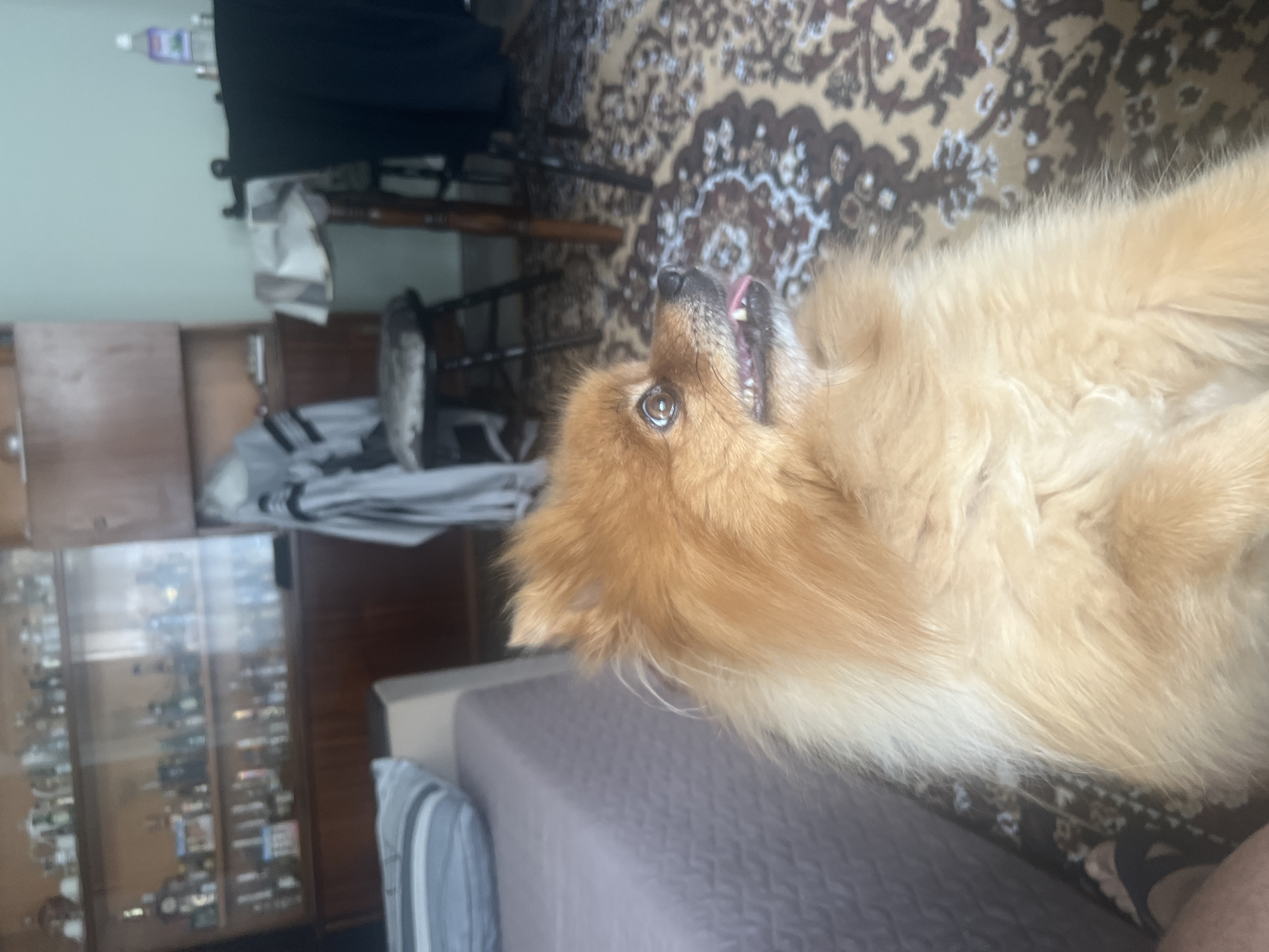 A medium-sized, fluffy, golden-colored dog lies on a gray surface. The dog is turned onto its back with its tongue protruding. In the background is a patterned rug, a wooden chair, a display cabinet filled with various small objects, and a blurred glimpse of what appears to be an interior space. The image was likely taken indoors. There is no information in the image to connect it to the city of Asenovgrad, Bulgaria.
