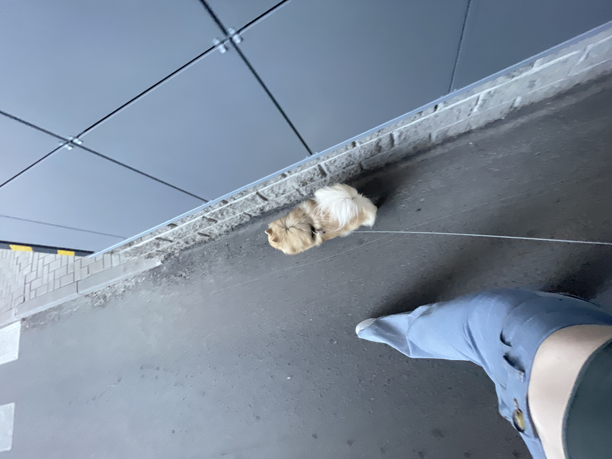 An overhead shot shows a person wearing light blue pants and white sneakers walking on a dark gray asphalt surface. A small, fluffy dog with tan and white fur is walking on a leash beside the person. The dog is wearing a black collar. To the right of the asphalt is a light gray concrete curb with a textured surface, and beyond that is a dark gray wall made of large rectangular panels. The scene appears to be in an urban environment, possibly a sidewalk or street.