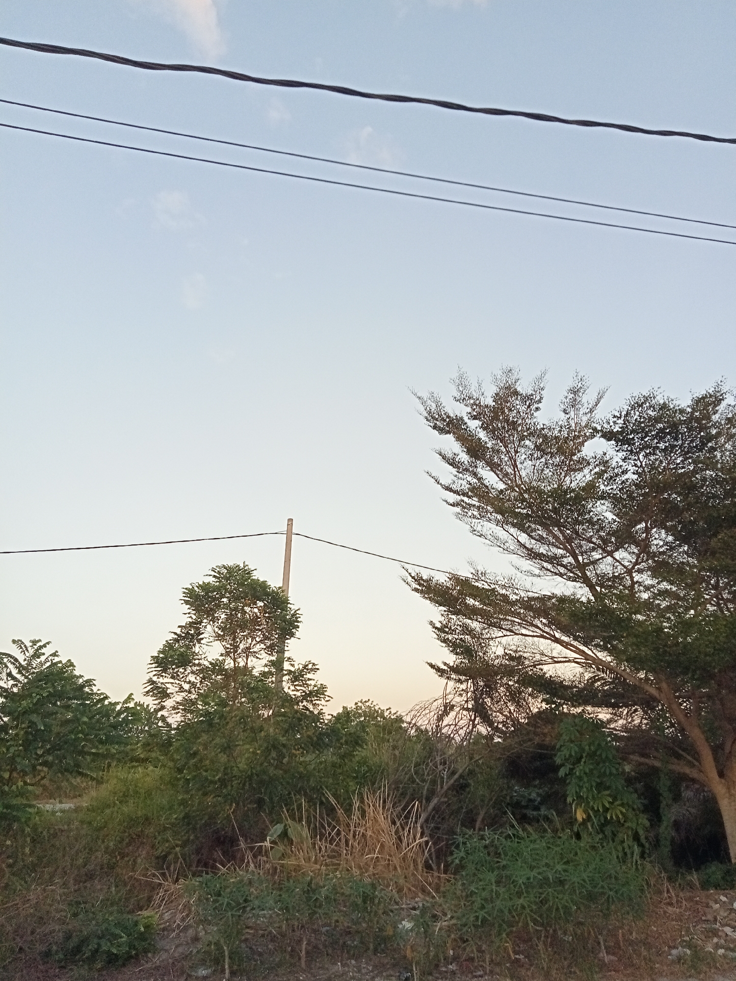 The image shows an outdoor scene with a clear sky, a few thin clouds, and several overhead wires. In the foreground, there is a dense collection of various plants, including trees, bushes, and dry grass. To the right, a large tree with spreading branches dominates the view. A wooden pole is visible amidst the foliage, supporting one of the overhead wires. The lighting suggests it is either early morning or late afternoon. The environment appears to be undeveloped or rural, with a rough ground texture. The image was taken in Kualu, Indonesia.