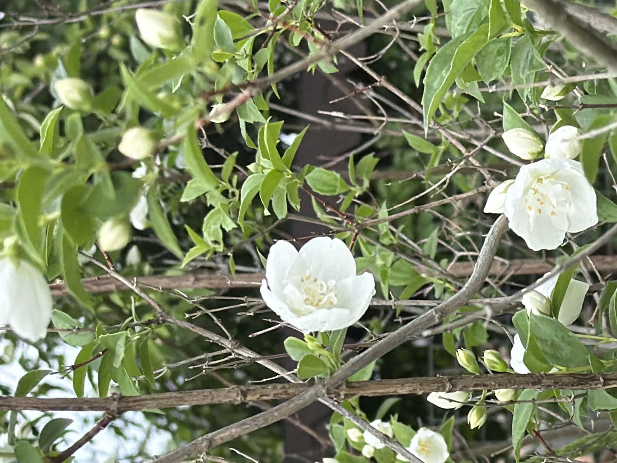 The image depicts a close-up view of a flowering shrub, likely jasmine, with numerous white blossoms and green leaves. The flowers are delicate and appear to have water droplets on their petals. The shrub is comprised of thin, brown branches. In the background, out-of-focus, are hints of a darker, possibly wooden structure, and a muted green foliage. The overall impression is one of natural beauty.
Regarding the location in the city of Petukhi, Russia, there is no visual information within the image that specifically identifies it as such. The scene is generic and could be found in many outdoor locations with similar flora.