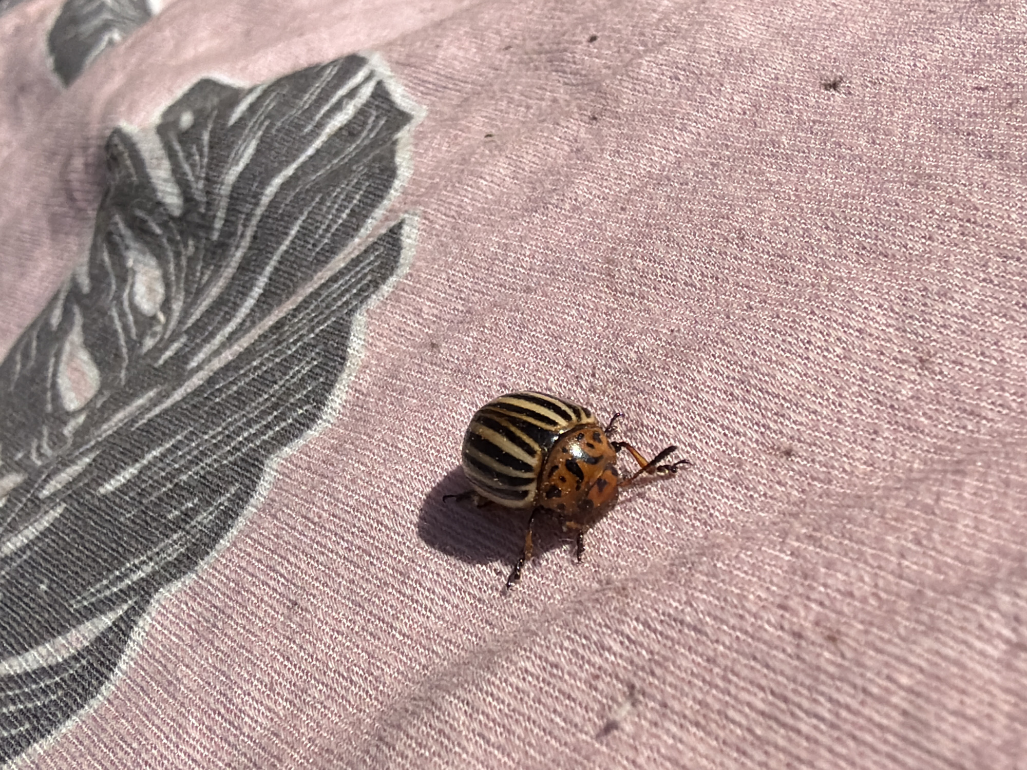 A Colorado potato beetle rests on a pink fabric surface with a gray leaf-like pattern in the upper-left corner. The beetle has a striped shell with black and tan bands. Its head and legs are orange-brown with black details. The fabric has a woven texture. The location is unknown, and there is no evidence suggesting it is in Chaikovsky, Russia. There are no people present in the image.