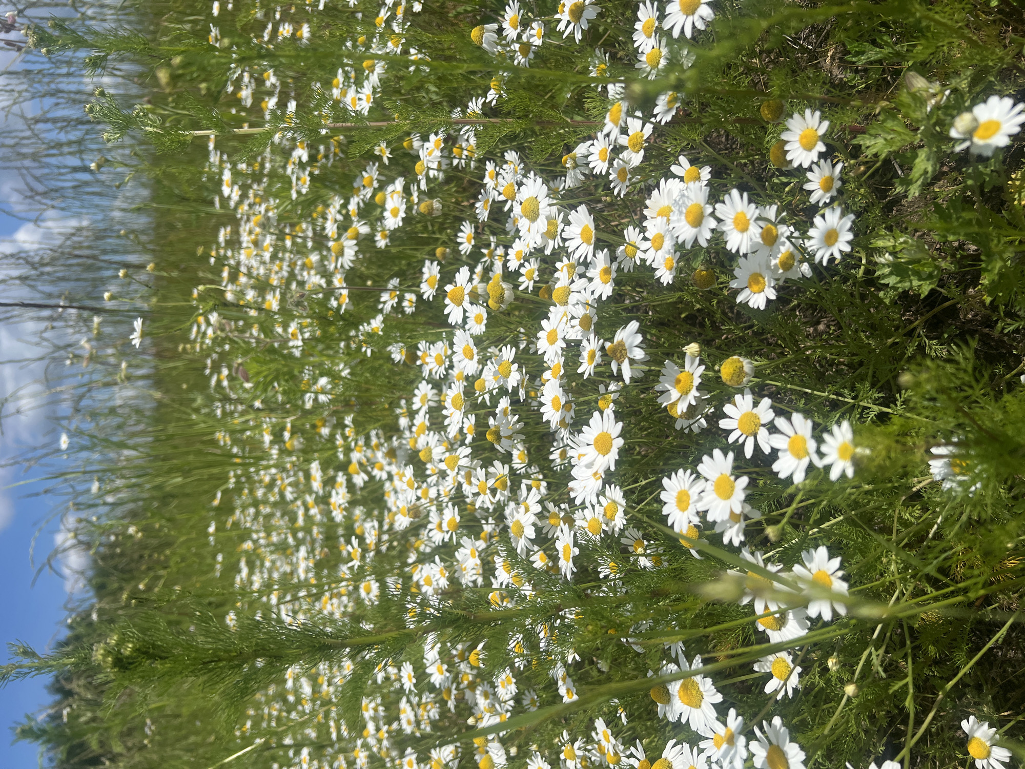 The image depicts a close-up, low-angle view of a field of daisies under a bright blue sky with scattered clouds. The daisies are predominantly white with yellow centers and are densely packed, creating a vibrant carpet of flowers. Several tall, green stalks of grass and other plants are interspersed among the daisies, some of which are out of focus due to the shallow depth of field. The lighting suggests a sunny day, with the sun casting a bright glow on the petals and casting subtle shadows. The overall environment is natural and appears to be an outdoor, uncultivated area, consistent with a meadow or field. The specific location in Нёманскі сельскі Савет, Belarus, is not visually evident from the image itself, but the scene evokes a rural, natural landscape. There are no people or animals visible in the image.