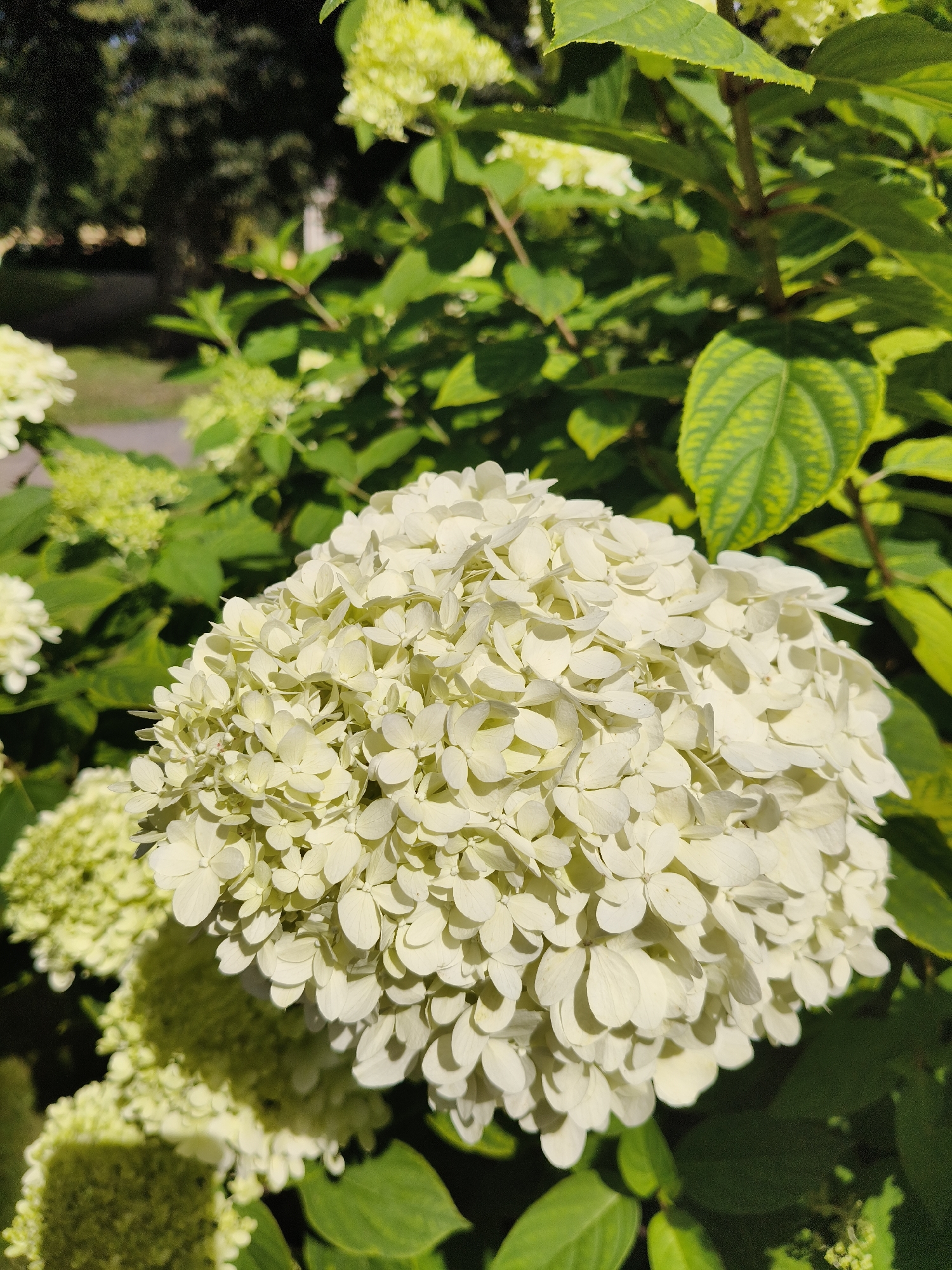 The image displays a cluster of white hydrangea flowers in bloom, set against a backdrop of green foliage and dappled sunlight. The flowers are dense and spherical, with individual petals tightly packed together, appearing a creamy white color with subtle hints of yellow due to the lighting. Some of the surrounding leaves exhibit a slightly yellowish hue, indicating they might be in transition or experiencing chlorosis. The background shows out-of-focus trees and a hint of a path or ground, suggesting an outdoor, possibly garden or park setting. The overall impression is one of natural beauty and a sunny day. This scene is likely located in the park of Koknese, Latvia, known for its historical castle ruins and well-maintained gardens.