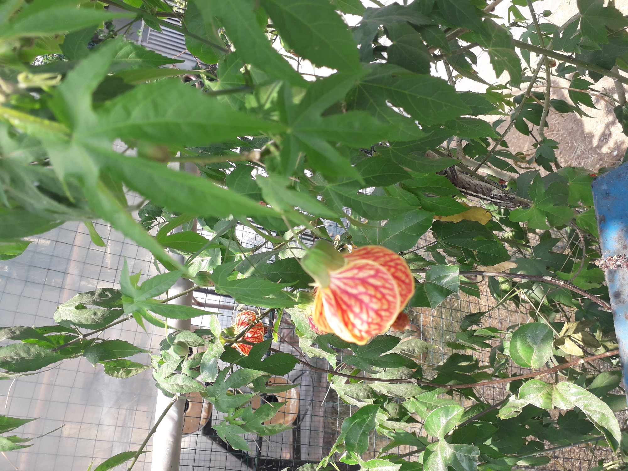 The image displays a close-up view of an Abutilon, commonly known as a flowering maple, with vibrant orange and red striped bell-shaped flowers. The plant's large, lobed green leaves are prominently featured, creating a lush backdrop. In the background, a wire mesh fence and a section of a greenhouse structure are visible. The overall setting appears to be an outdoor garden or nursery, possibly within a city like Cankuang, Indonesia, indicated by the type of vegetation and the presence of greenhouse elements which are common in such environments. No people or specific actions are depicted.
