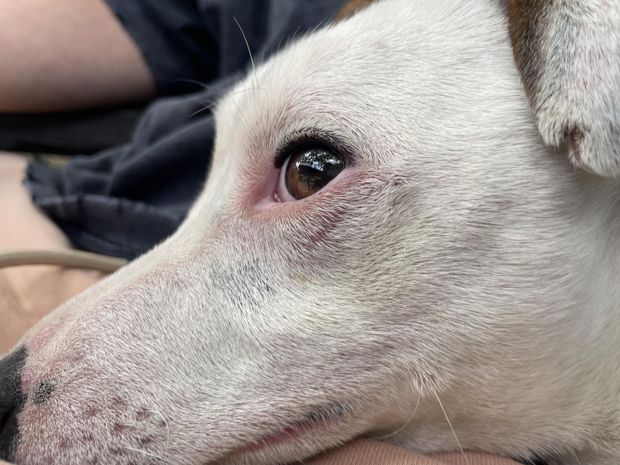 The media file is a close-up, side-profile photograph of a white dog with brown markings on its ear. The dog's eye is prominent and dark brown, reflecting trees and possibly a building. The dog appears to be lying down, with dark fabric visible behind its head and a person's leg in the upper left corner, suggesting a relaxed, indoor or outdoor setting. The lighting is natural, indicating it might be daytime. The focus is tightly on the dog's face, highlighting the texture of its fur and the details of its eye. No text is visible in the image. The location context provided is Velingrad, Bulgaria, but there are no visual cues within the image to confirm this.