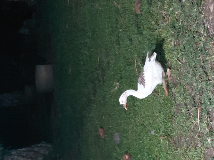 A white goose, exhibiting predominantly white plumage with distinct brown-grey markings on its back, is observed walking from left to right across a grassy area in Keude Cunda, Indonesia. The goose possesses an orange beak and legs, with its right leg elevated mid-stride. Its head is turned towards the left, and its beak is slightly open. The ground is covered in short, green grass, interspersed with scattered organic debris including brown and reddish fragments. The scene is dimly lit, suggesting low ambient light or nighttime conditions. In the dark background, a textured tree trunk is partially visible on the far left. Towards the center-right of the background, a dark, indistinct, possibly cylindrical concrete object is present. No human individuals or other animal subjects are visible.