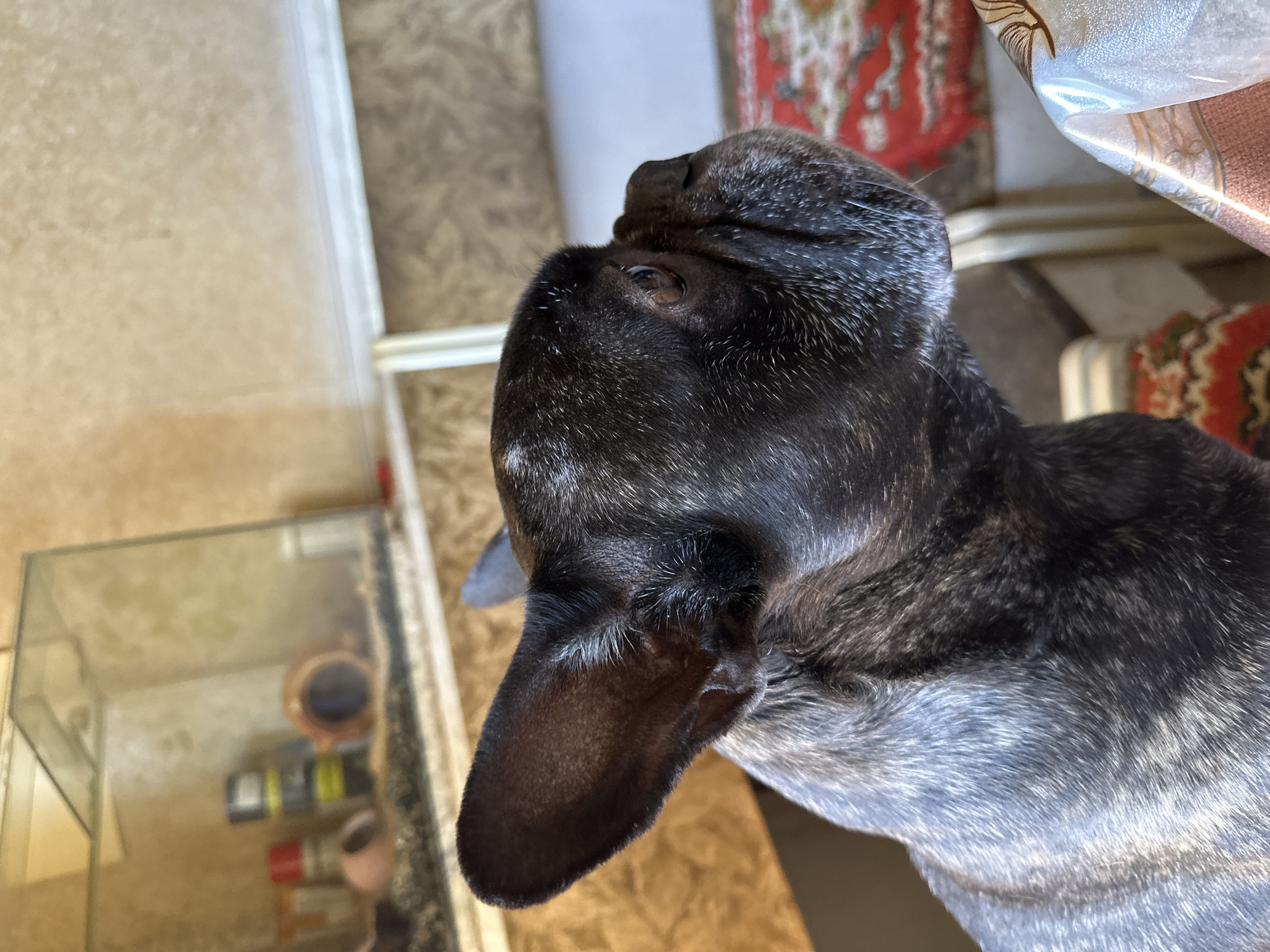 A close-up shot from above depicts the head and upper body of a dark brindle French Bulldog. The dog is positioned with its head slightly turned to the left. The left ear is prominent in the foreground. The background is blurred, showing a variety of objects including a glass-topped table or display case with items inside, a red patterned rug, and what appears to be a section of a wall or cabinet. There is no definitive information in the image to indicate that it was taken in Yerevan, Armenia. No people are visible in the image.