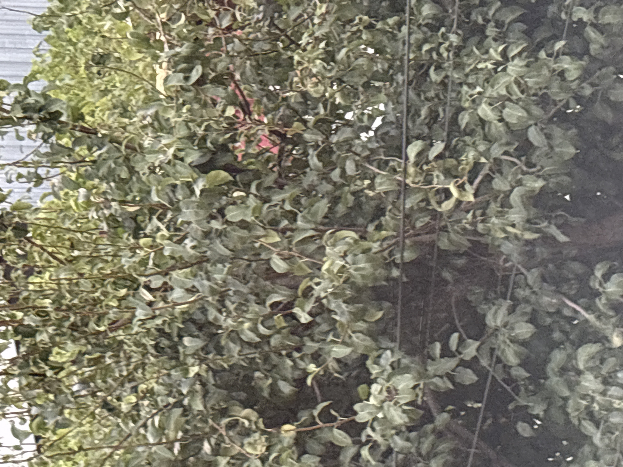 The image shows a dense, leafy hedge with visible branches and a wire running horizontally across it. Behind the hedge, a corrugated metal fence is partially visible, suggesting an outdoor, possibly urban or suburban, setting. The lighting suggests it is daytime, though the overall tone is somewhat muted, indicating overcast conditions or deep shade. There are no people or animals visible in the image. The hedge appears to be well-established and thick, with a mix of light and dark green leaves. The specific location in Georgiyevsk, Russia, is not discernible from the visual information provided.