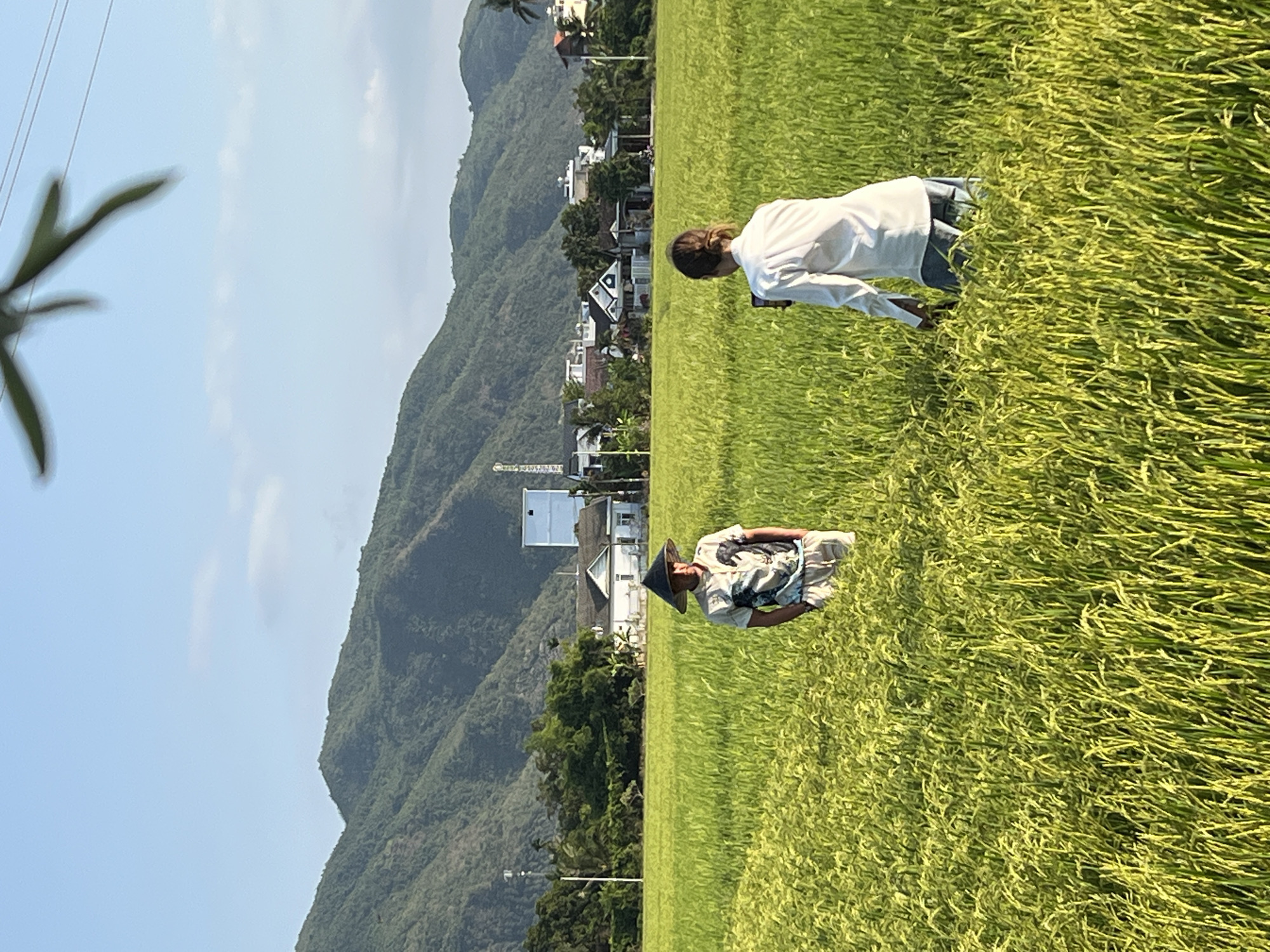 The image captures a bright day in Diên Khánh, Vietnam, with a lush, green rice field dominating the foreground. Two individuals are present within the field. One, dressed in a white shirt and jeans, is bent over, possibly inspecting or working on the crops. The other person wears a traditional conical hat and patterned clothing and is also positioned within the rice field. In the background, a mountain range ascends, dotted with houses and buildings, indicating a settled area. The sky is predominantly blue with scattered clouds. A plant branch is visible on the left side of the image.