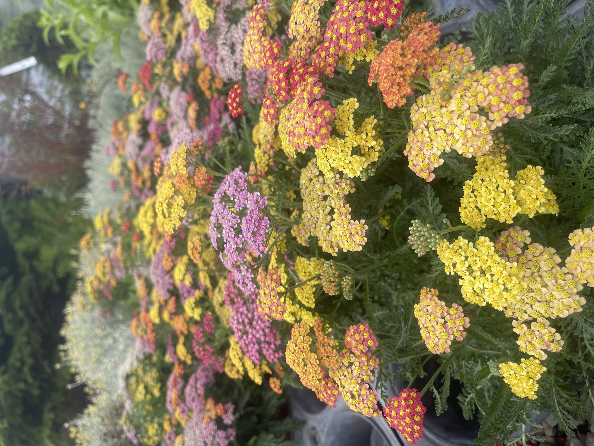 The image shows a close-up view of a garden bed filled with a variety of colorful yarrow flowers (Achillea millefolium). The flowers are arranged in dense clusters and display a range of colors, including shades of yellow, pink, orange, and red. The blooms are small and numerous, forming flat-topped or slightly domed inflorescences. The foliage is finely divided and feathery, appearing dark green in contrast to the vibrant flowers. In the background, other plants and greenery are visible, with a slightly blurred effect, suggesting a focus on the foreground flowers. The overall impression is one of abundance and horticultural display. This scene could be located in a nursery or a well-maintained garden in Colares, Portugal, where such flowering plants are commonly cultivated. No people or specific actions are depicted.