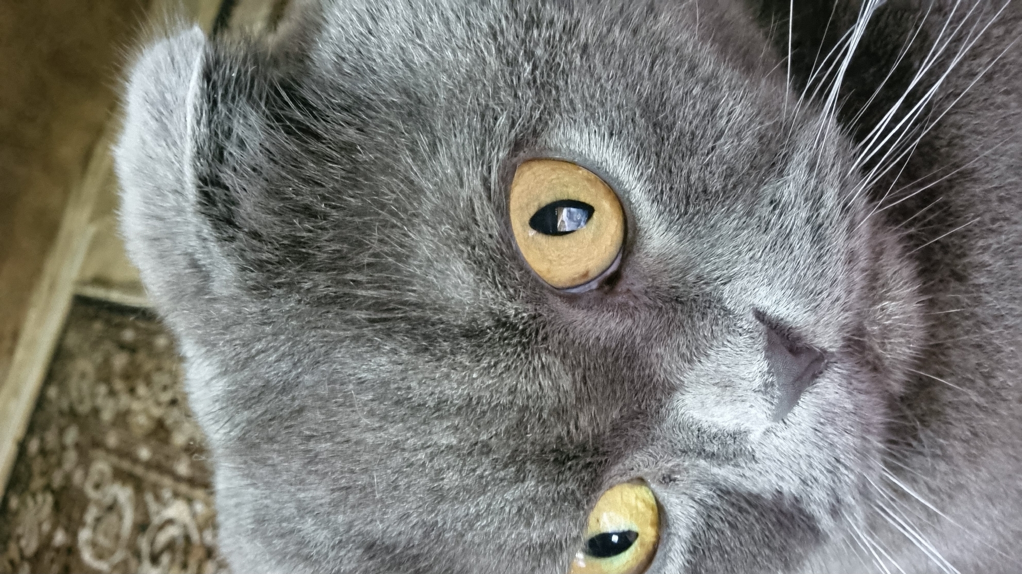 A close-up, head-on shot features the face of a gray Scottish Fold cat with folded ears. The cat has large, round, golden eyes with black pupils, and a small pink nose. White whiskers fan out from its muzzle. The background is blurred, showing a patterned rug. The image was taken in Vysokoe, Russia.