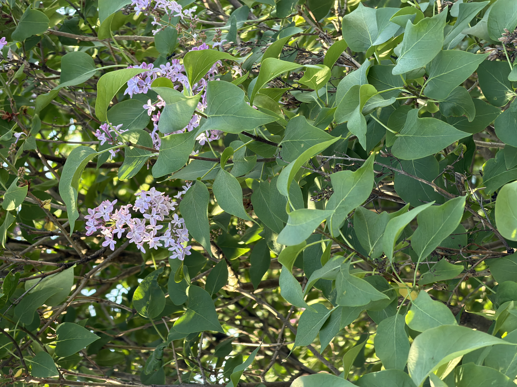 The image features a close-up view of lilac bushes with green leaves and light purple flowers. The foliage is dense, obscuring the branches behind it. Sunlight filters through the leaves, creating highlights and shadows. The location cannot be determined from the image, as the scene is focused on the bushes and lacks any identifying landmarks. Therefore, the location in the city of Буренка, Russia, cannot be confirmed. There are no people visible in the image.