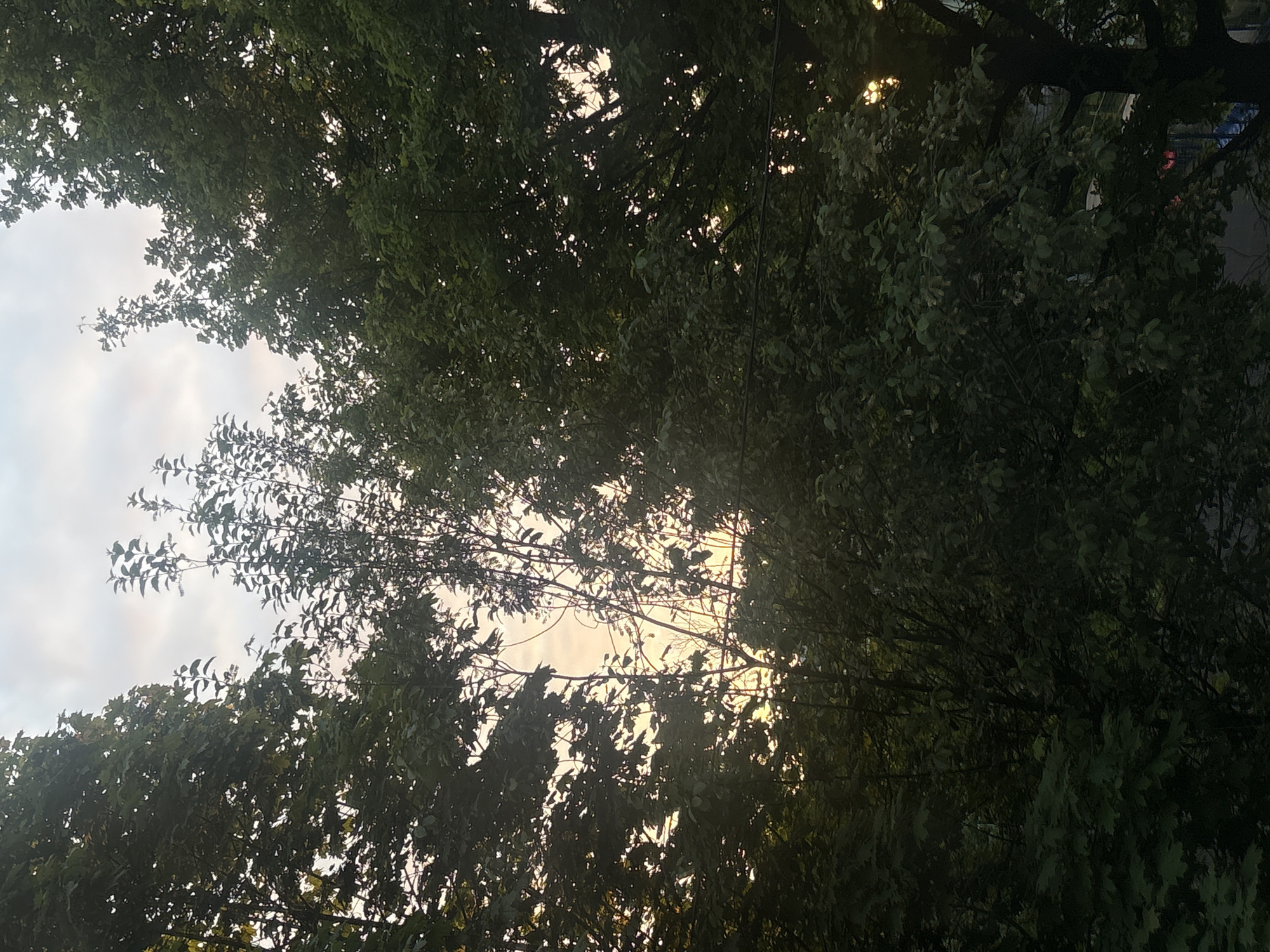 The image, best viewed rotated clockwise by 90 degrees, captures an upward perspective through a dense canopy of trees. The scene is dominated by abundant dark green foliage, with countless leaves and branches forming an intricate, overlapping pattern. Bright, warm, golden patches of light pierce through the dense leaves, strongly indicating either sunrise or sunset. In other areas, the sky appears a softer, lighter grey-blue, suggesting partial cloud cover or diffused lighting conditions. This interplay of light and shadow creates a striking contrast, silhouetting many of the branches and leaves against the bright background. No people or discernible artificial objects are present, emphasizing the natural setting. The overall impression is one of peaceful natural beauty, showcasing dappled light filtering through the tree cover. The image contains no visible text and depicts an outdoor scene, likely within a park or wooded area in Saint Petersburg, Russia.