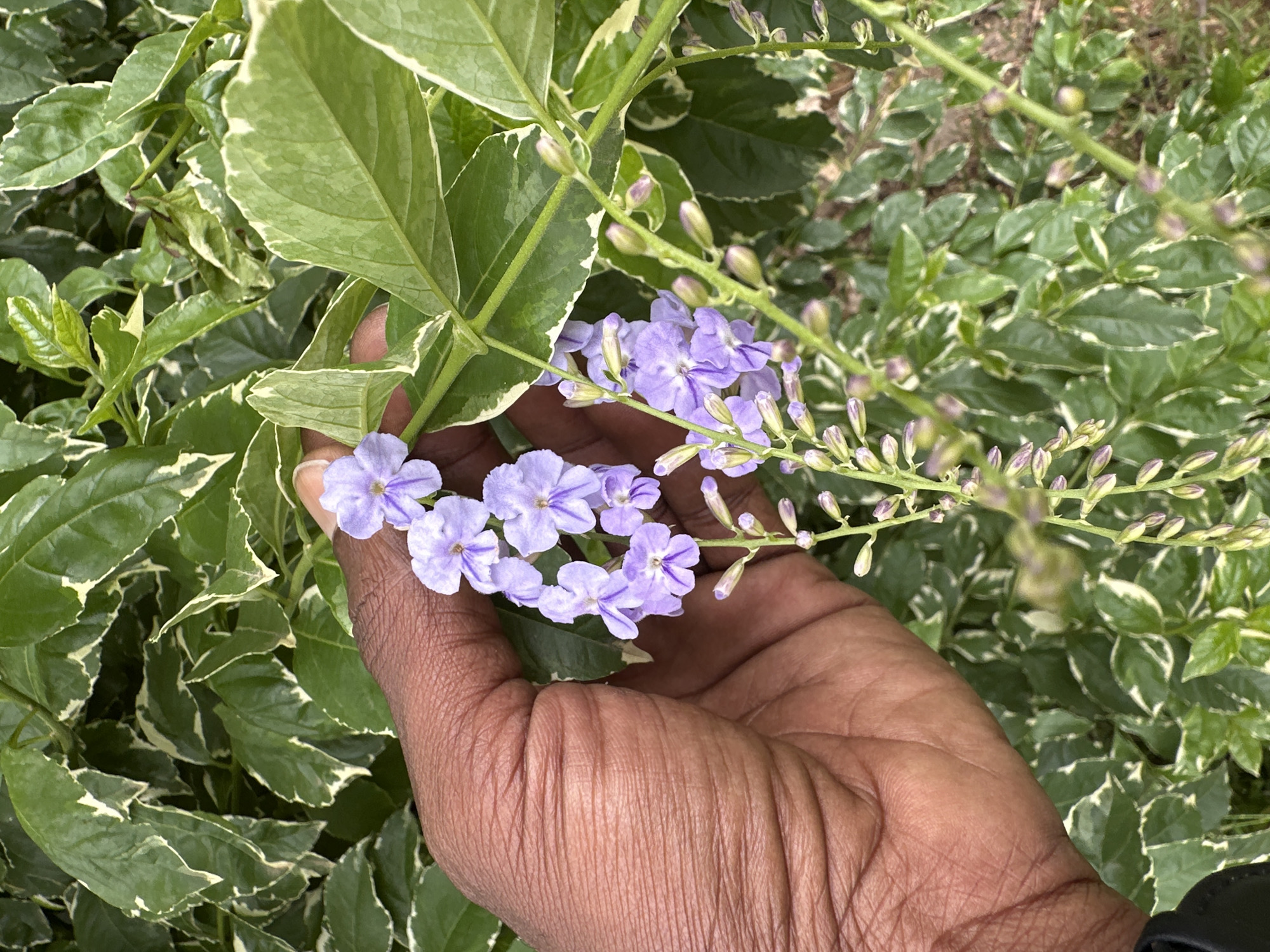 A close-up shot shows a person's hand gently holding a cluster of small, light purple flowers with darker purple streaks. The flowers are delicate and star-shaped, growing on thin green stems that are dotted with small buds. The hand, which appears to be an adult's with textured skin, is positioned to support the floral arrangement.
Behind the flowers and hand, a dense leafy plant is visible. The leaves are variegated, with a deep green center and creamy white or pale green edges, giving them a variegated appearance. The plant forms a lush background, suggesting a garden or natural setting.
The lighting suggests it might be daytime, with no harsh shadows indicating a particularly sunny or overcast day. The overall mood is serene and natural, focusing on the beauty of the flowers and the gentle interaction of the hand with nature. There is no visible text in the image. The location context of Jos, Nigeria, suggests a warm climate where such flowering plants would thrive.