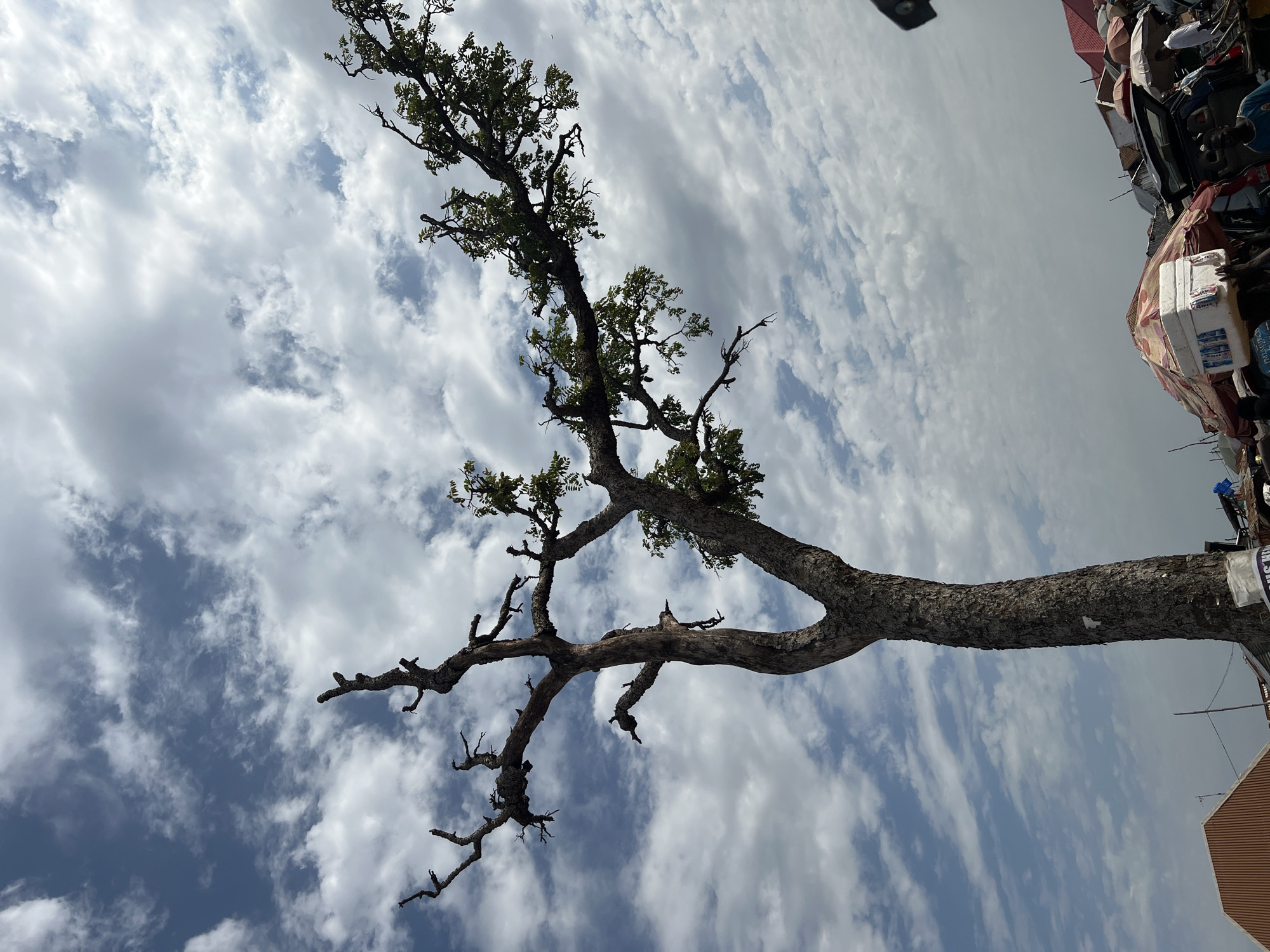 A low-angle shot presents a tree with a thick, gnarled trunk and branches extending towards a sky filled with streaky, layered clouds. Some branches still hold sparse green leaves, while others are bare. To the right, a busy, partially obscured scene includes structures, umbrellas, and what appear to be commercial stalls, possibly a market area. Given the presence of structures and commercial stalls, it is likely that the photograph was taken in a commercial district within Abuja, Nigeria. The interaction between the natural element of the tree and the bustling urban environment suggests the photograph was taken in a park or green space within the city. No people are clearly visible in the shot.