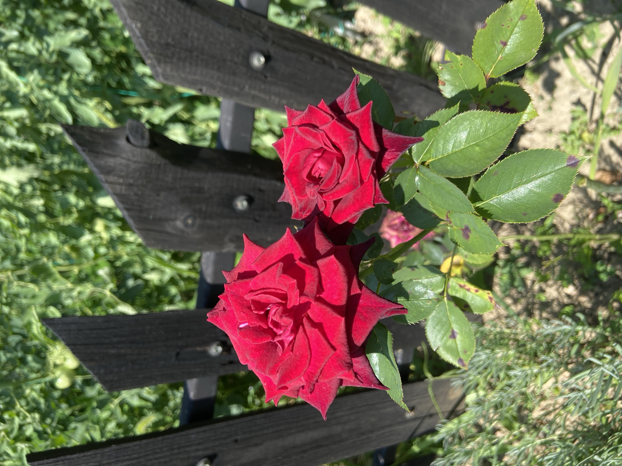 The image shows a close-up view of two red roses in a garden. The roses are in full bloom and their petals are a deep, rich red color. They are positioned in the foreground, with a blurred background of green foliage and a dark wooden fence. Some of the rose leaves show signs of dark spots, possibly indicating a fungal disease. The overall lighting suggests it is a sunny day. The location is specified as Mindia, Bulgaria. There are no people or animals visible in the image, and no discernible actions or interactions are taking place.