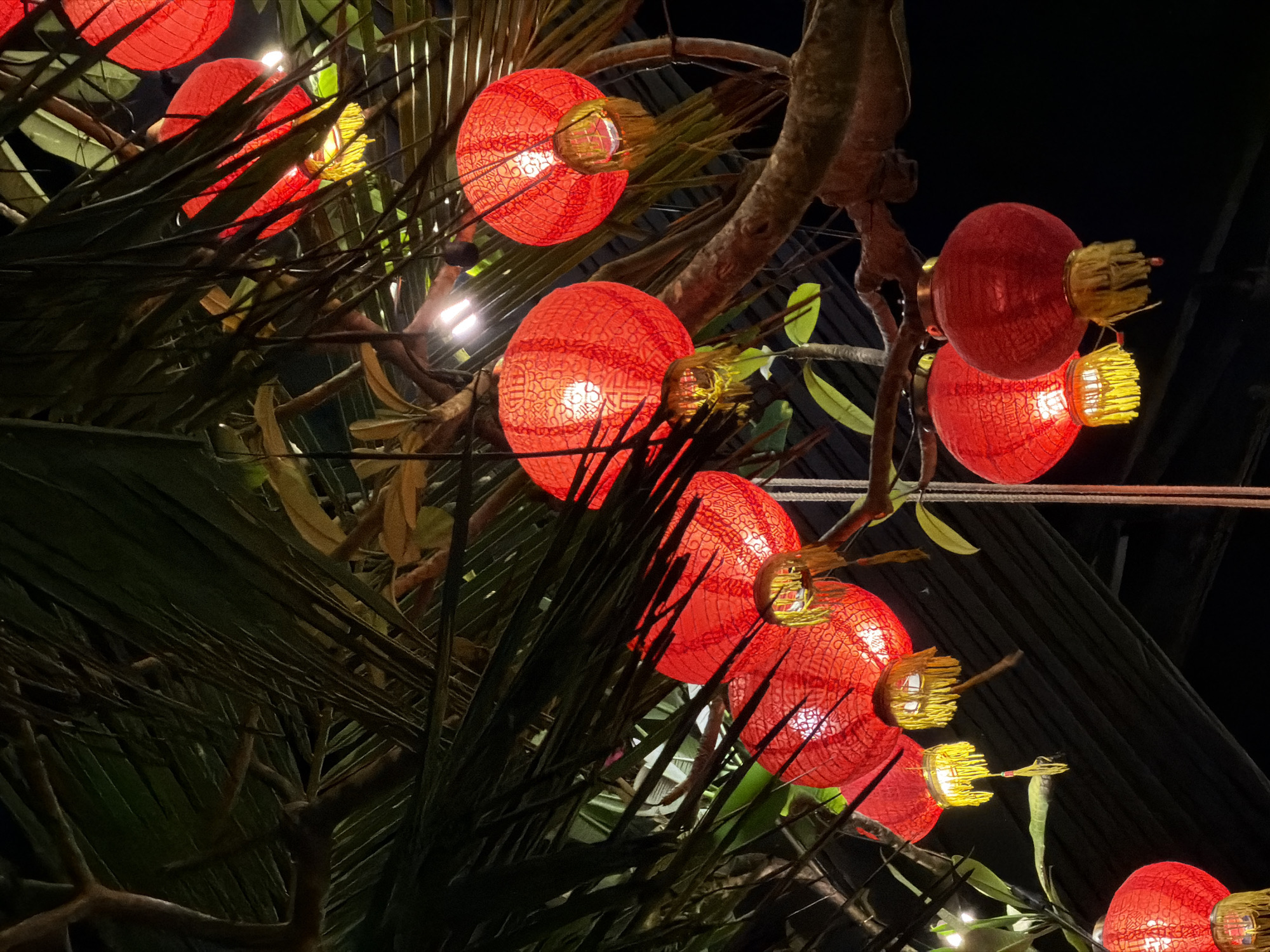 The image depicts several red lanterns illuminated at night, hanging amongst the branches and leaves of a tree. The lanterns are round and appear to be made of paper or fabric with a patterned texture. They have yellow tassels or decorations hanging from them. The tree branches and leaves are dark green and brown, creating a contrast with the bright red of the lanterns. The background is dark, suggesting the photo was taken at night. The lighting is primarily from the lanterns themselves, with some additional lights visible in the background. While the exact location within Đà Nẵng, Vietnam cannot be determined from the image alone, the lanterns suggest a cultural celebration or festive atmosphere commonly found in Southeast Asian cities. No people or specific interactions are visible in the frame.