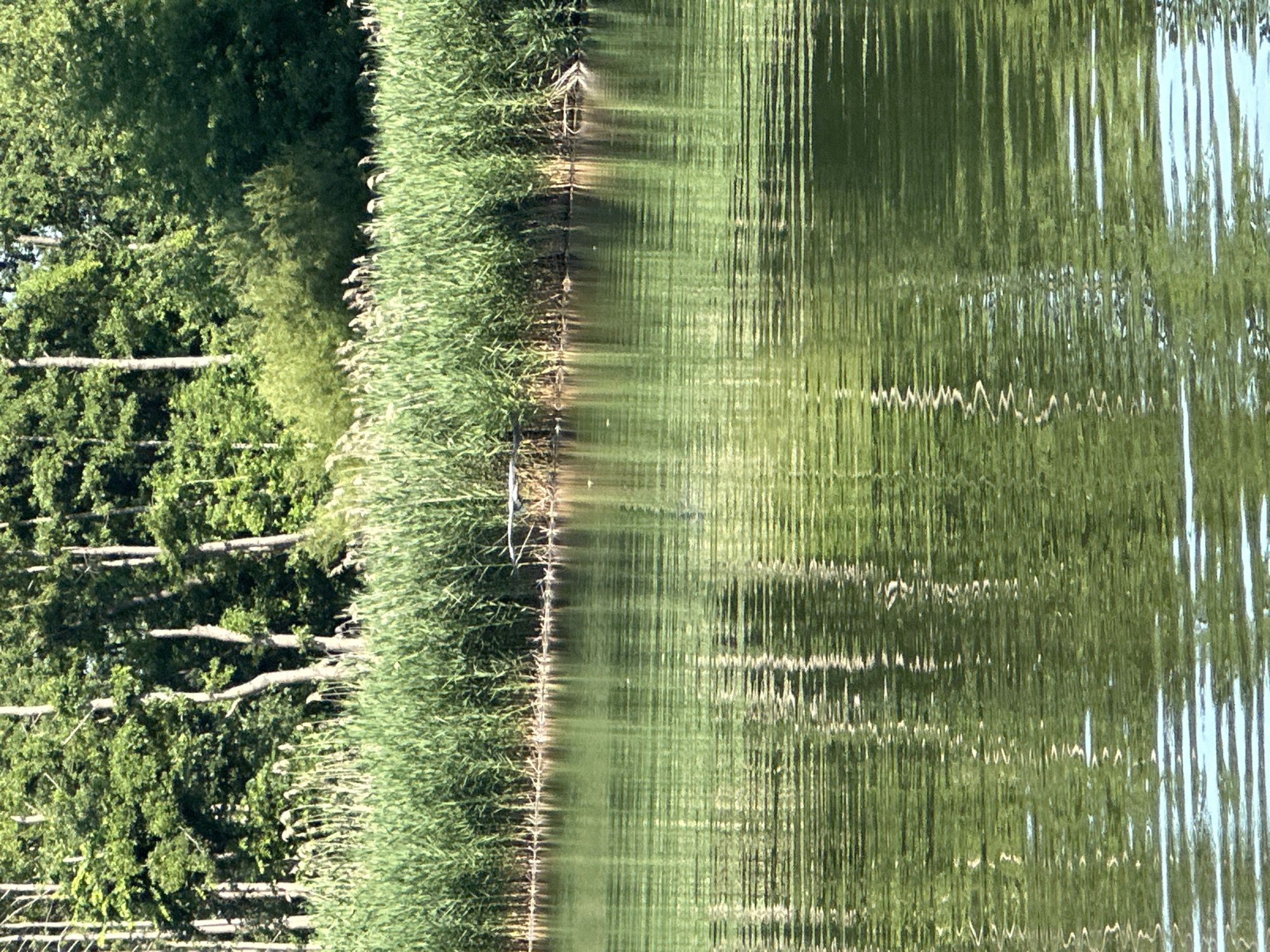 This is a photograph taken in Khlypnivka, Ukraine, during daylight hours under clear skies. The image captures a serene natural scene dominated by lush greenery and its reflection on a body of water. On the left side of the frame, dense trees with vibrant green foliage are visible, interspersed with the lighter green of reeds and grass along the water's edge. Several horizontal branches from the trees extend over the water.
The right side of the image is filled with the distorted reflection of the trees and reeds on the water's surface. The water is rippled, creating a mosaic of vertical green and white lines that abstract the natural elements. The reflection of the sky, appearing as pale blue vertical streaks, is also visible on the far right. A thin white string or wire runs along the edge of the reeds, possibly part of a fence or boundary. The overall impression is one of tranquility and the beauty of nature. No people or specific events are depicted. There is no visible text in the image.