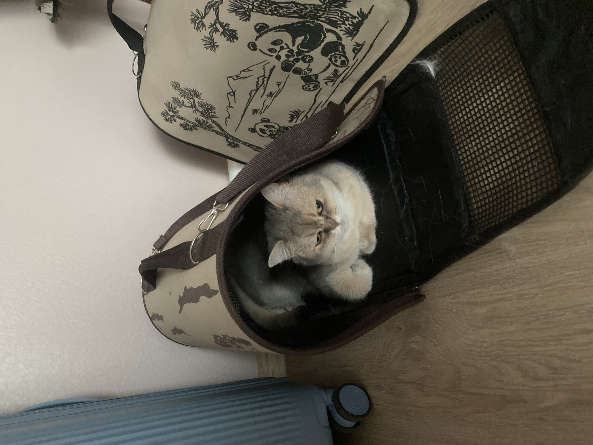 A light brown and grey cat is resting inside a tan pet carrier with a dark brown trim and strap. The carrier has a camouflage-like pattern of darker brown shapes. The cat is curled up with its paws tucked underneath it, and its head is resting on its paws. The cat has light brown fur with darker brown markings around its eyes and ears, and its eyes are partially closed. The carrier is open in the front, revealing a black interior with a mesh panel at the bottom. The carrier is on a light brown wooden floor. To the left of the carrier is a portion of a blue suitcase. Behind the carrier and slightly to the right is another tan bag decorated with black drawings of pine trees, mountains, and pandas. The background is a plain, light-colored wall. The scene is indoors and appears to be a domestic setting, possibly a hallway or a room in a house. There is no indication that this image is from Bobrovo, Russia.