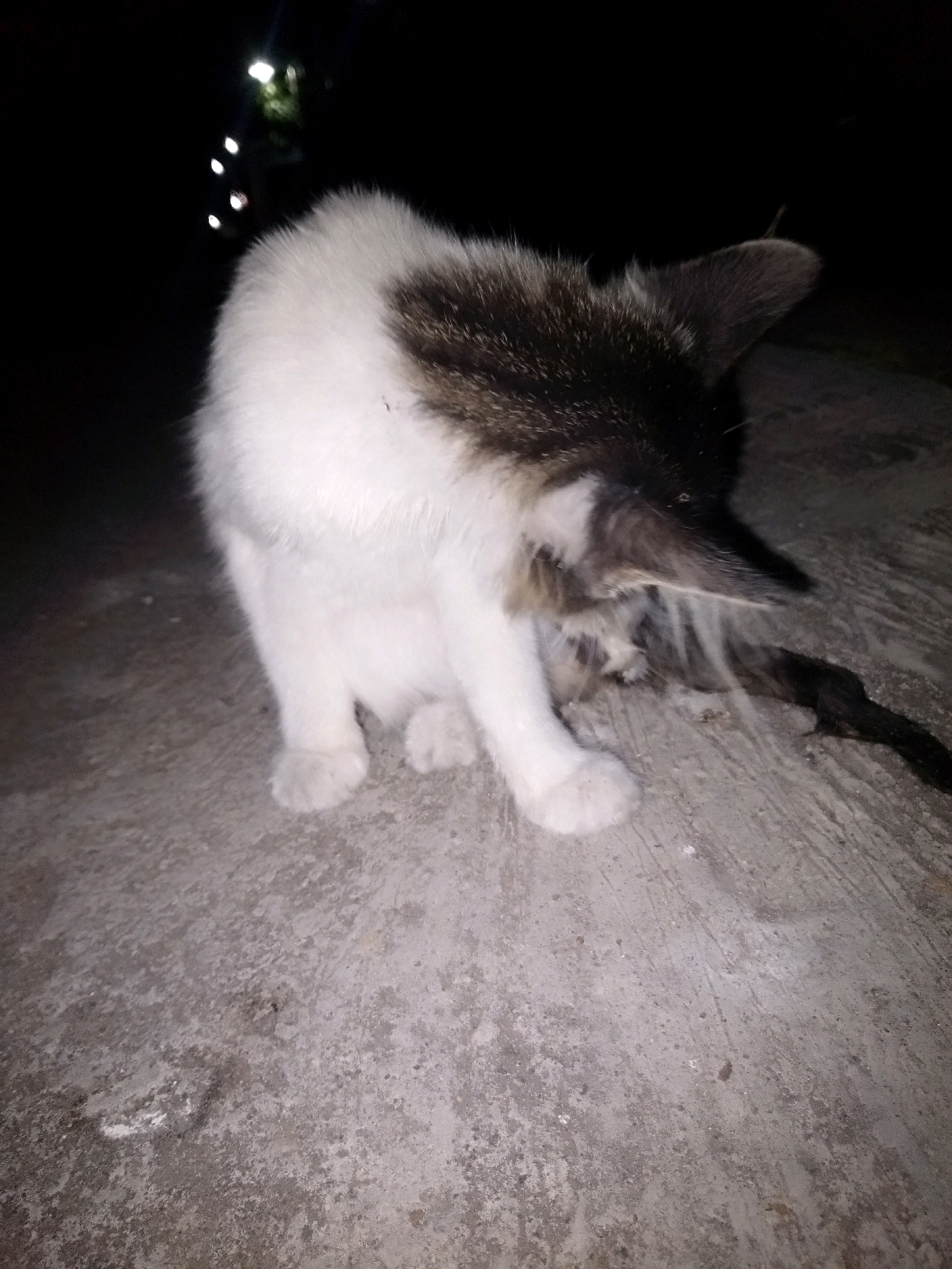 A black and white cat is sitting on a rough concrete surface at night, with its head turned down as if grooming itself. The background is dark with some blurred lights visible. The cat has patches of white and dark fur, and its tail is extended behind it. The scene appears to be outdoors in an urban or semi-urban environment, possibly a street or alleyway. There is no indication of the specific location in Kalijambe, Indonesia, beyond the general description of an outdoor setting at night.