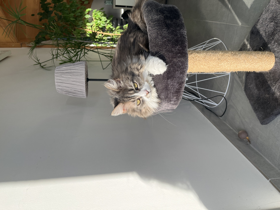 An indoor scene, identified as being in Chambœuf, France, depicts a long-haired cat resting on a multi-level cat tree. The cat, displaying a mix of grey, brown, and white fur with prominent white markings on its face, chest, and front paws, is settled within a dark grey, plush-lined elevated bed. Its yellow eyes are partially open, and its right front paw is extended over the bed's edge. The cat tree features a beige sisal-wrapped scratching post column and a dark grey carpeted base.
To the left, a light grey wall is vertically bisected by a strong, direct beam of natural sunlight. On the grey tiled floor near the wall, a small, brown, pear-shaped cat toy with a feather component is present. An electrical cord is visible on the floor near the cat tree's base. In the background, to the right of the cat tree, a floor lamp with a pleated grey fabric shade stands. Further into the background, several large green leafy plants in pots are illuminated by the sunlight, alongside a partial view of a white cabinet. The overall environment is brightly lit by natural sunlight, indicating an interior domestic space.