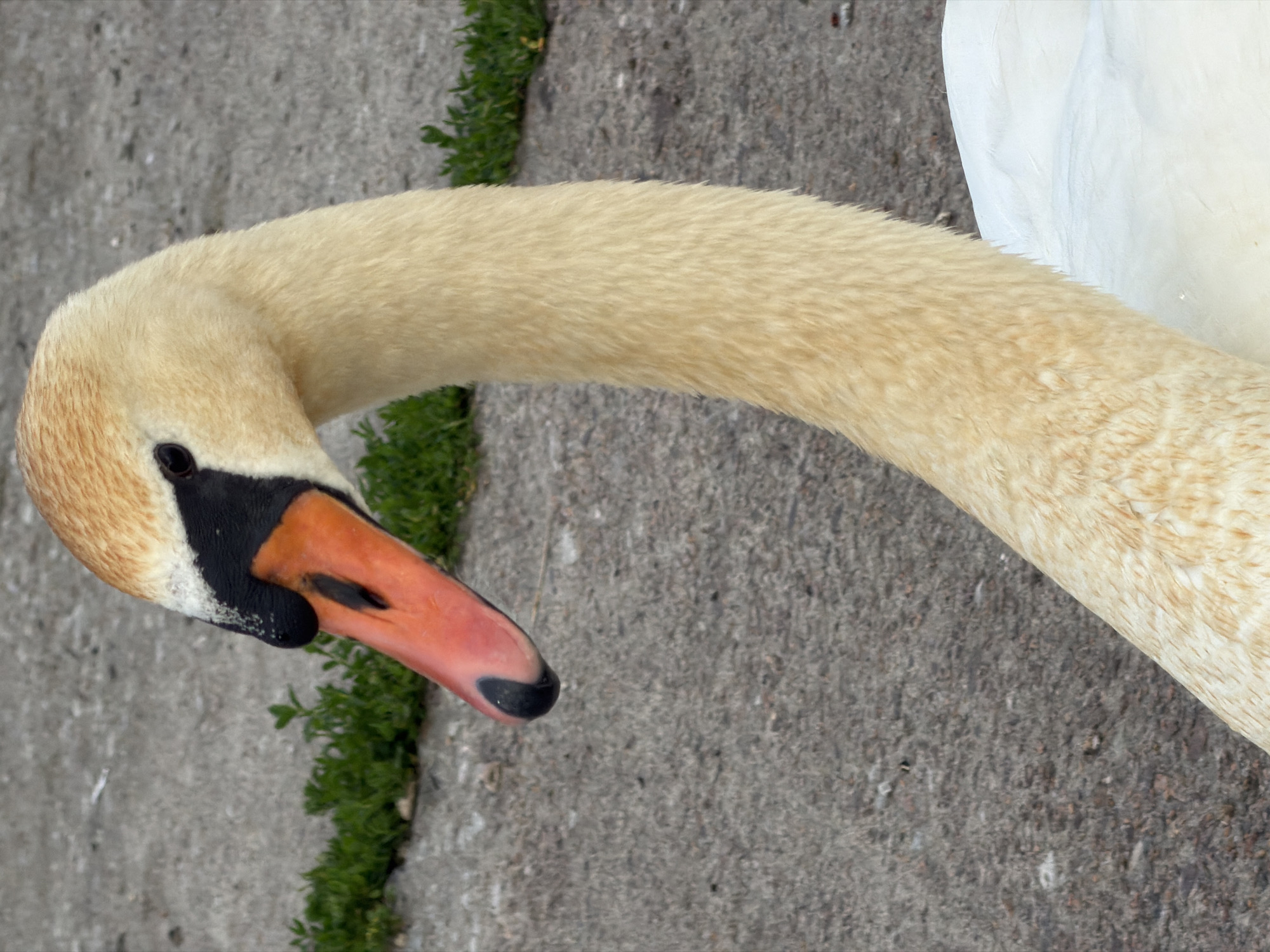 A close-up, high-angle, eye-level shot shows the head and neck of a light-colored swan. The swan's beak is orange with a black tip and a black band around the base of the beak, adjacent to its black eye. The swan's head is a pale yellow, transitioning to a creamy white on its neck. The background consists of a concrete surface with patches of green grass. The image is sharp and clear, with natural lighting. The swan appears to be on a paved area, possibly a path or walkway, with some vegetation nearby. There are no people visible in the image. The overall impression is of a still, observational shot of the swan.