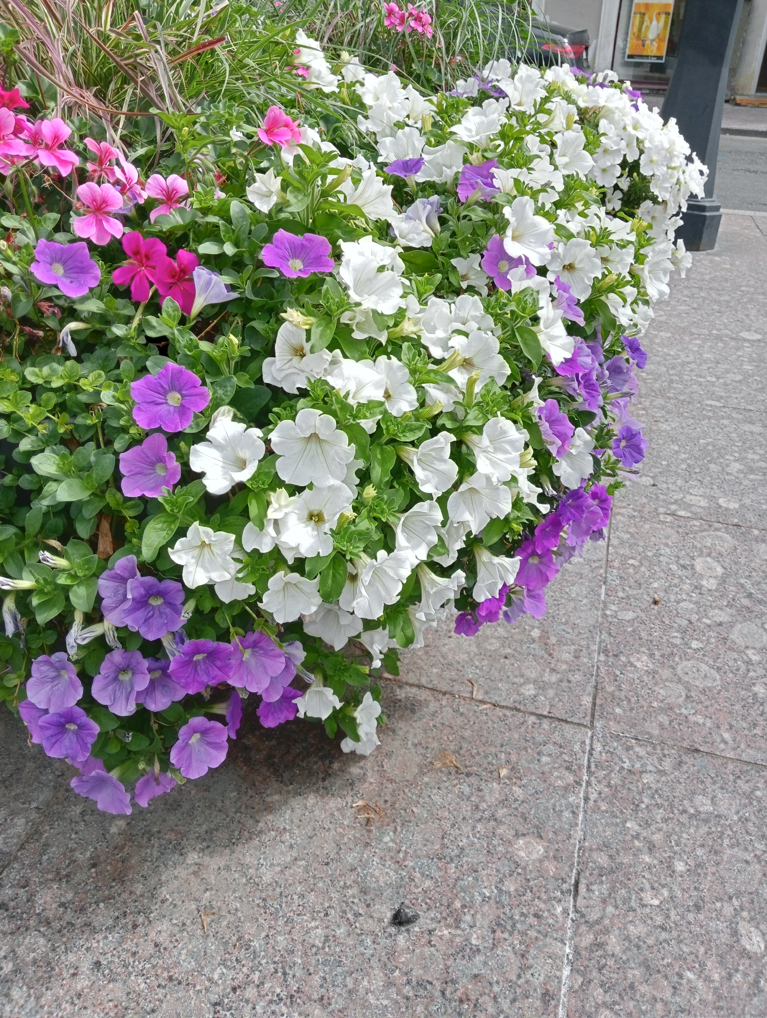 A close-up, high-angle shot shows a planter filled with an abundance of blooming petunias in shades of white, pink, and purple. The flowers are dense and abundant, cascading over the edge of the planter. The planter itself appears to be made of dark material, possibly stone or metal, and is situated on a grey, speckled stone sidewalk. The sidewalk is divided by grout lines, indicating it's made of large tiles or slabs. In the background, out of focus, is a building facade with windows and possibly posters or advertisements. A dark pole or pillar is visible to the right, and a street or road is hinted at further in the distance. The overall impression is one of urban landscaping, likely in a public area such as a park, plaza, or street. The precise location in Saint Petersburg is not discernible from the visual information provided.