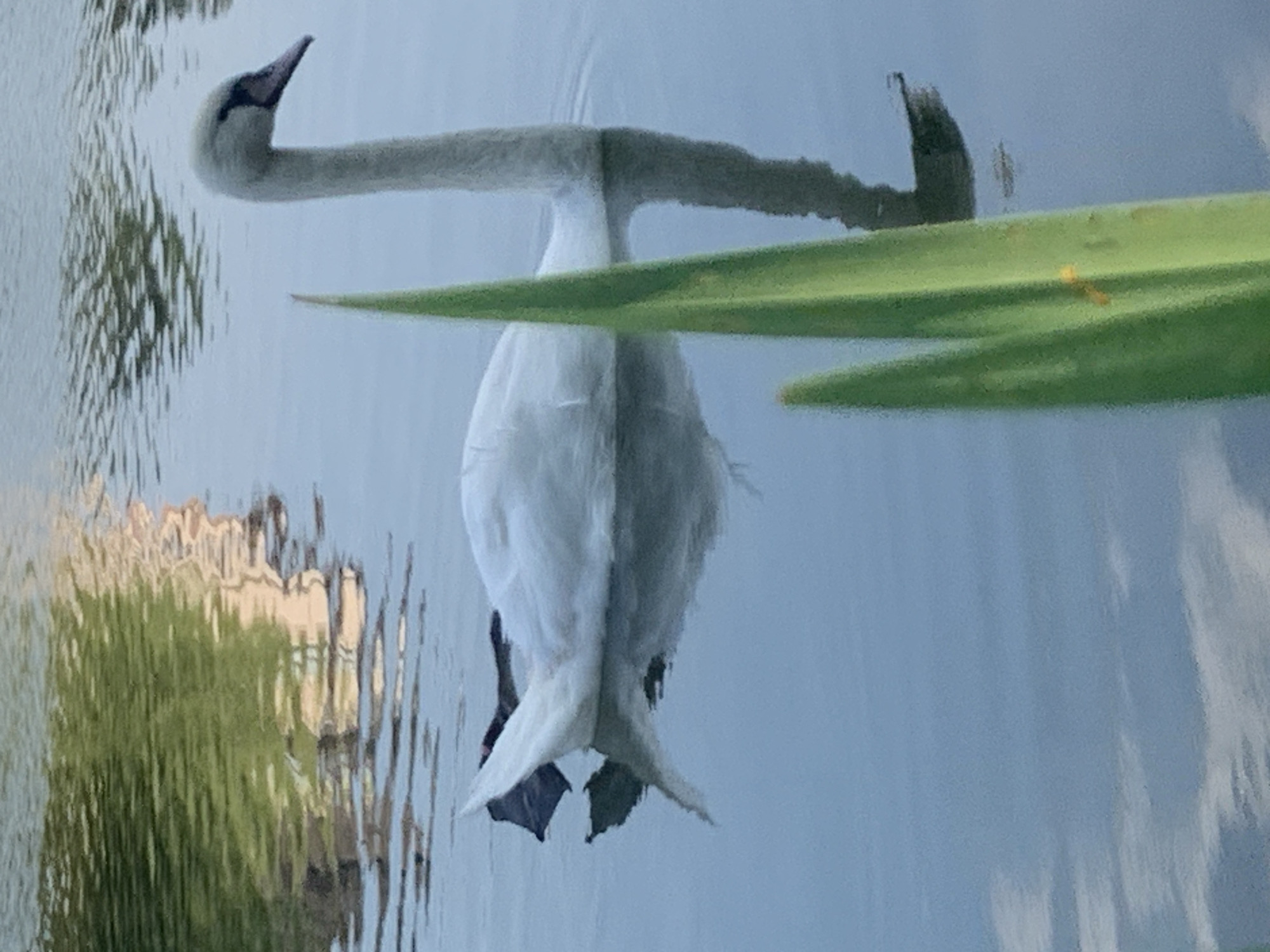 A white swan is swimming on the surface of a body of water. The swan is facing to the right, with its head and neck extended. Its body is mostly submerged, with only its back and tail visible above the water. The water is calm and reflects the sky and surrounding environment. In the foreground, a green plant with long, thin leaves is partially obscuring the view of the swan. The background shows a blurry reflection of buildings and trees on the water. The image appears to be taken during daylight hours. There is no indication of the specific location within the city of Kolomyia, Ukraine.