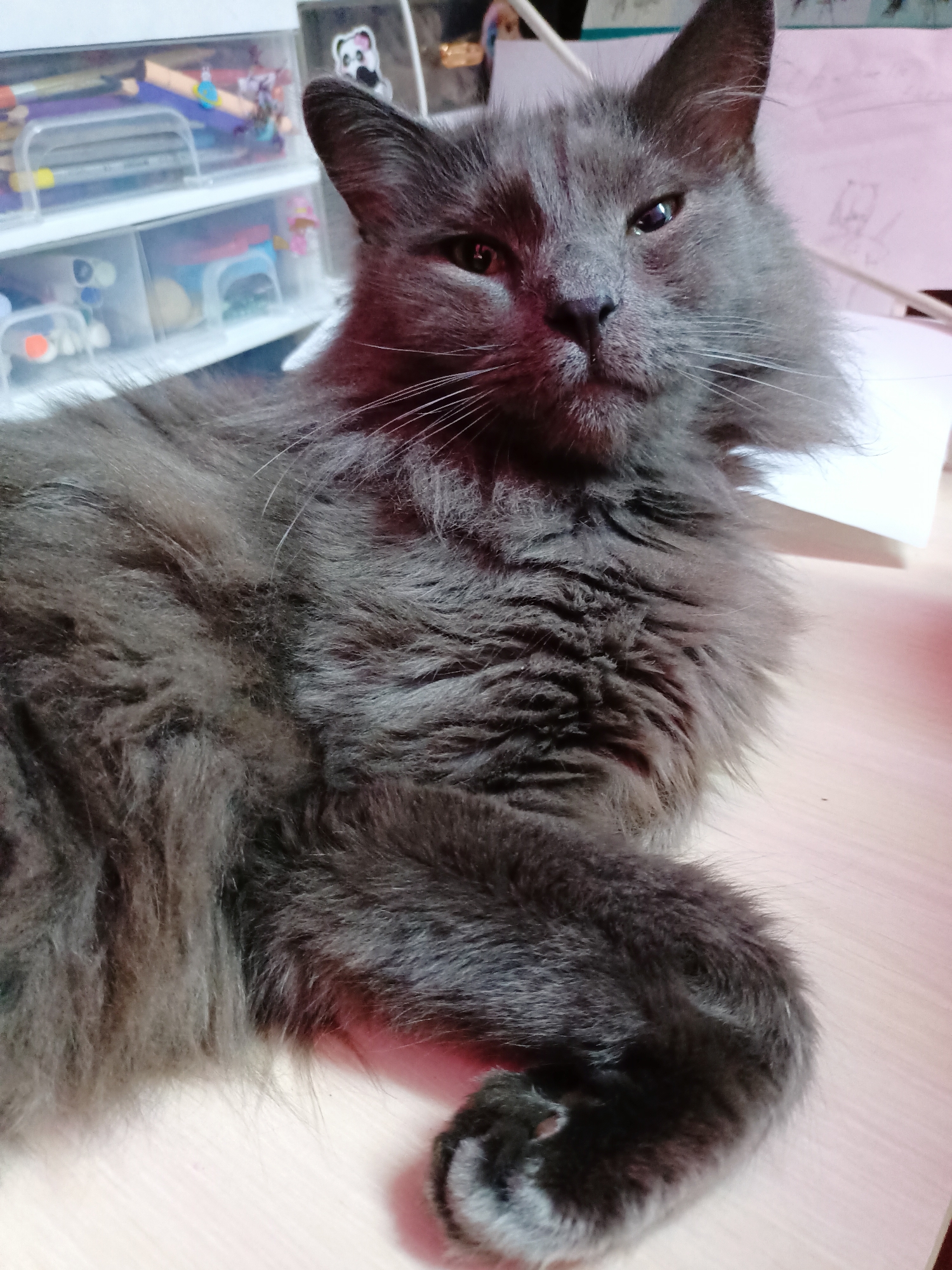 A fluffy, grey cat is lying down on a light-colored, wooden surface. The cat's head is turned towards the camera, and it is looking directly at the viewer with its eyes partially closed. Its fur is long and appears soft. In the background, there are some plastic storage containers filled with art supplies, such as pens and markers. There are also some papers and what appears to be a white wire. The lighting in the image is warm and somewhat reddish, possibly from an artificial light source. The scene is indoors. There is no indication of the city of Almaty, Kazakhstan, or any specific location within it.