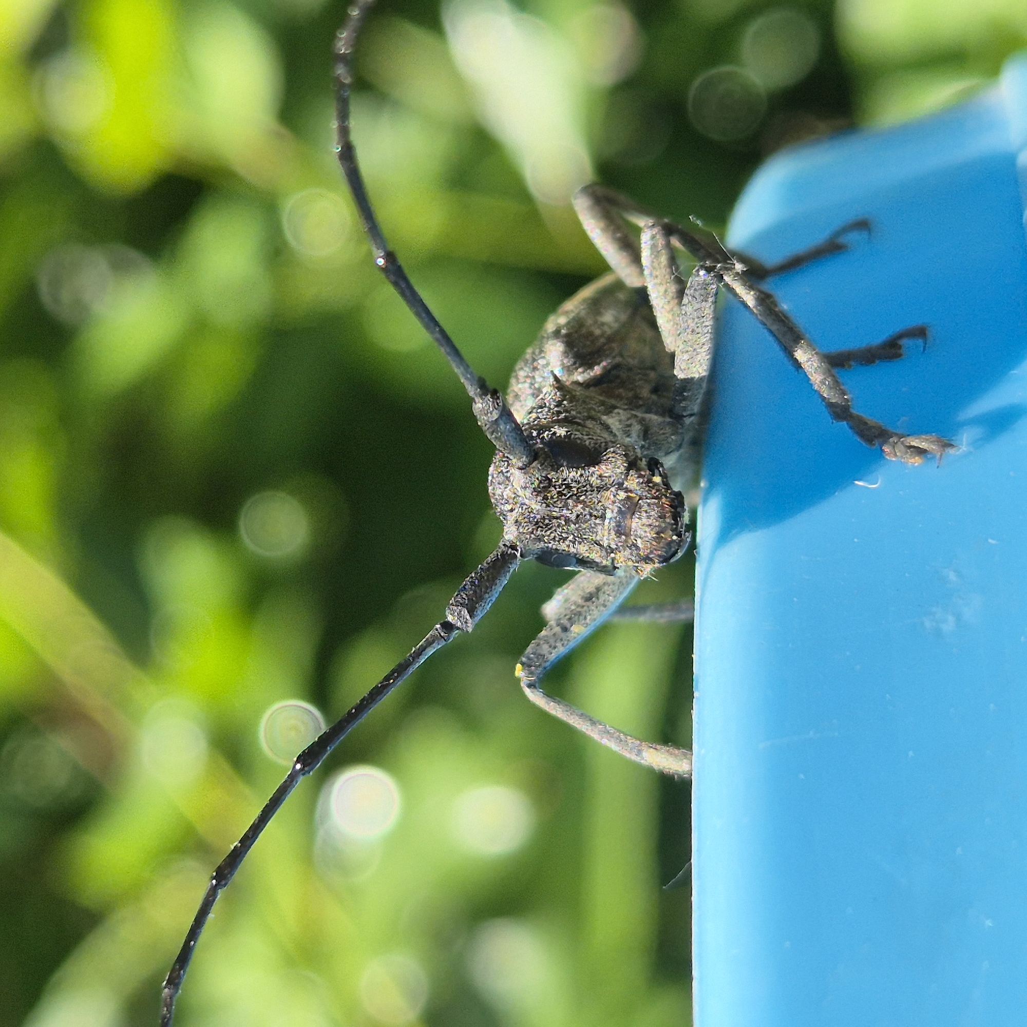 An extreme close-up shot captures a longhorn beetle with textured, mottled grey and brown exoskeleton resting on the edge of a bright blue object, possibly a plastic container. The beetle's long, segmented antennae extend upwards and outwards, with one antenna arching over its body. Its legs are visible, clinging to the blue surface. The background is a soft, out-of-focus blur of vibrant green foliage, with several bokeh circles of light scattered throughout, suggesting an outdoor, possibly garden or park, setting. The lighting indicates it is daytime, with sunlight filtering through the leaves. This image was taken in Novoselki, Russia.