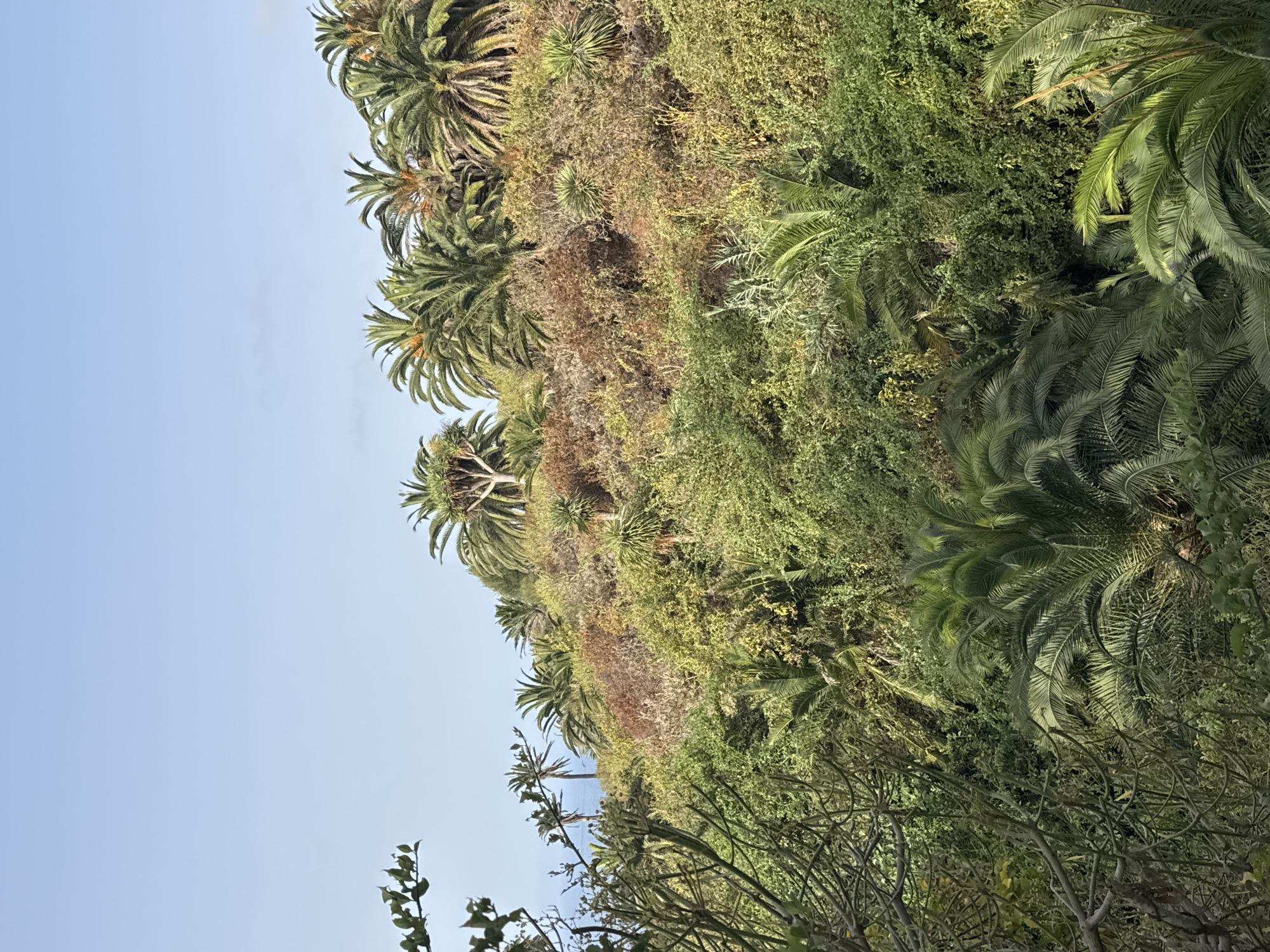 An outdoor, low-angle, medium shot captures a lush hillside densely covered with a variety of palm trees, shrubs, and dry brush under a clear, pale blue sky. The vegetation is predominantly green, with some areas of brown and yellow indicating drier patches or seasonal changes. The hillside slopes upward and appears to extend beyond the frame. The foreground on the left features the bare, branching limbs of a tree with some green leaves. The middle ground and background are filled with the varied textures and shades of the tropical foliage, with several distinct palm trees visible, some with visible trunks and others as dense crowns of fronds. The overall impression is one of untamed, natural growth on a sunny day.